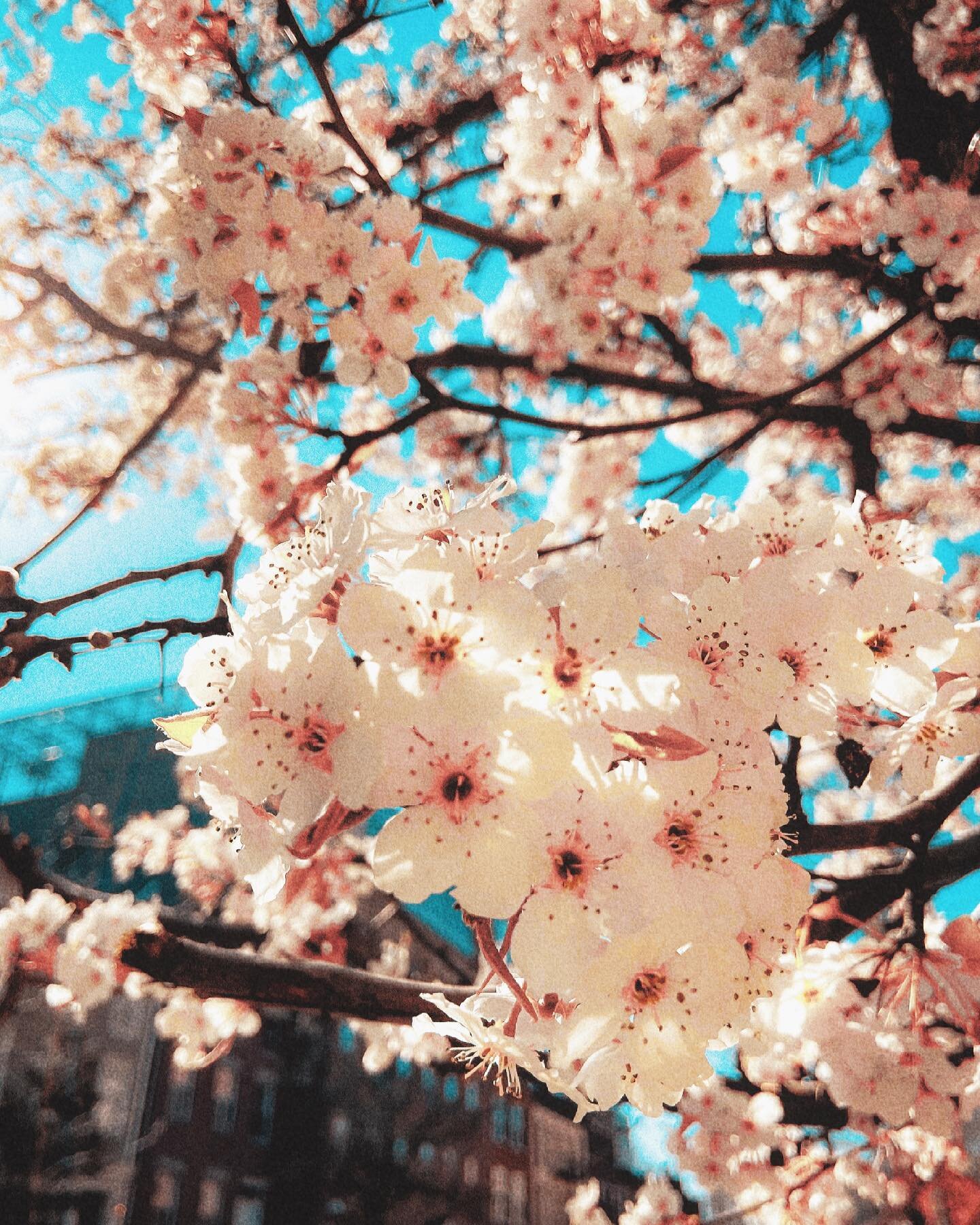 Friendships bloom when weather is warm #editingphotos