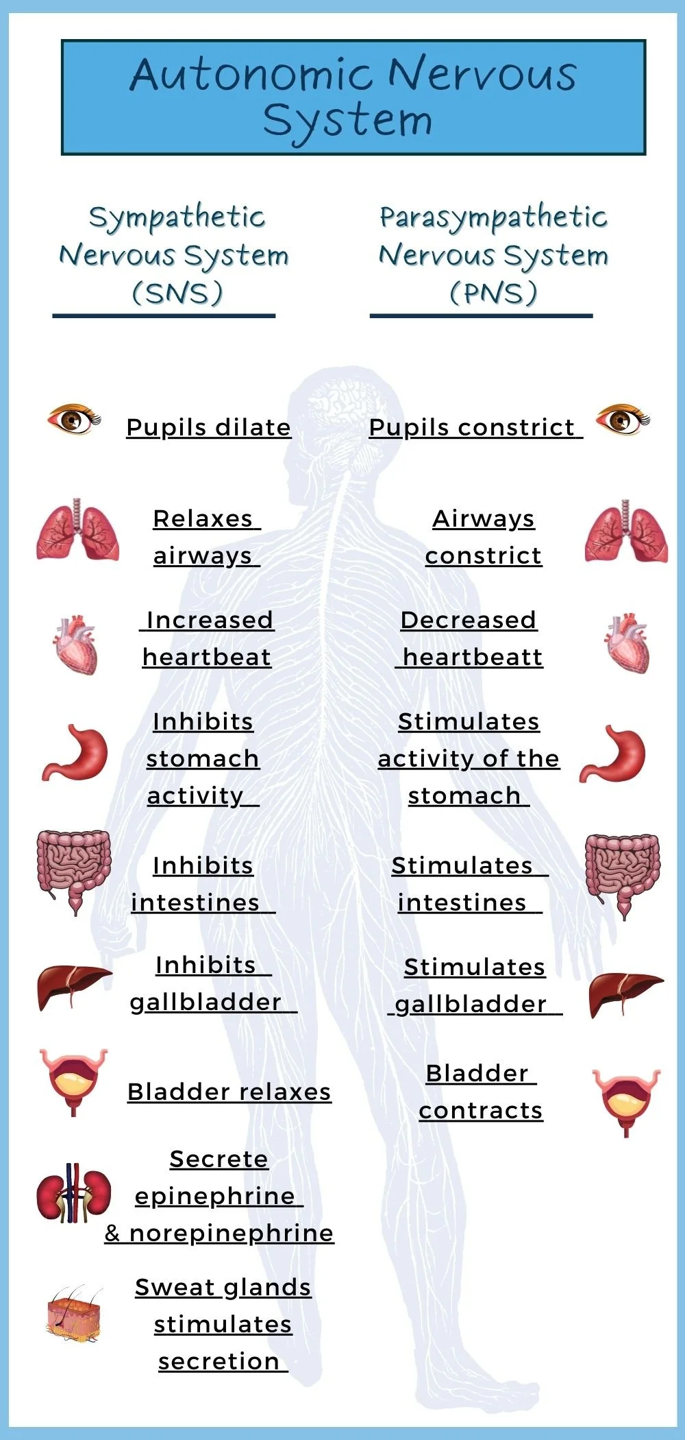 The Autistic and ADHD Nervous System | NDI