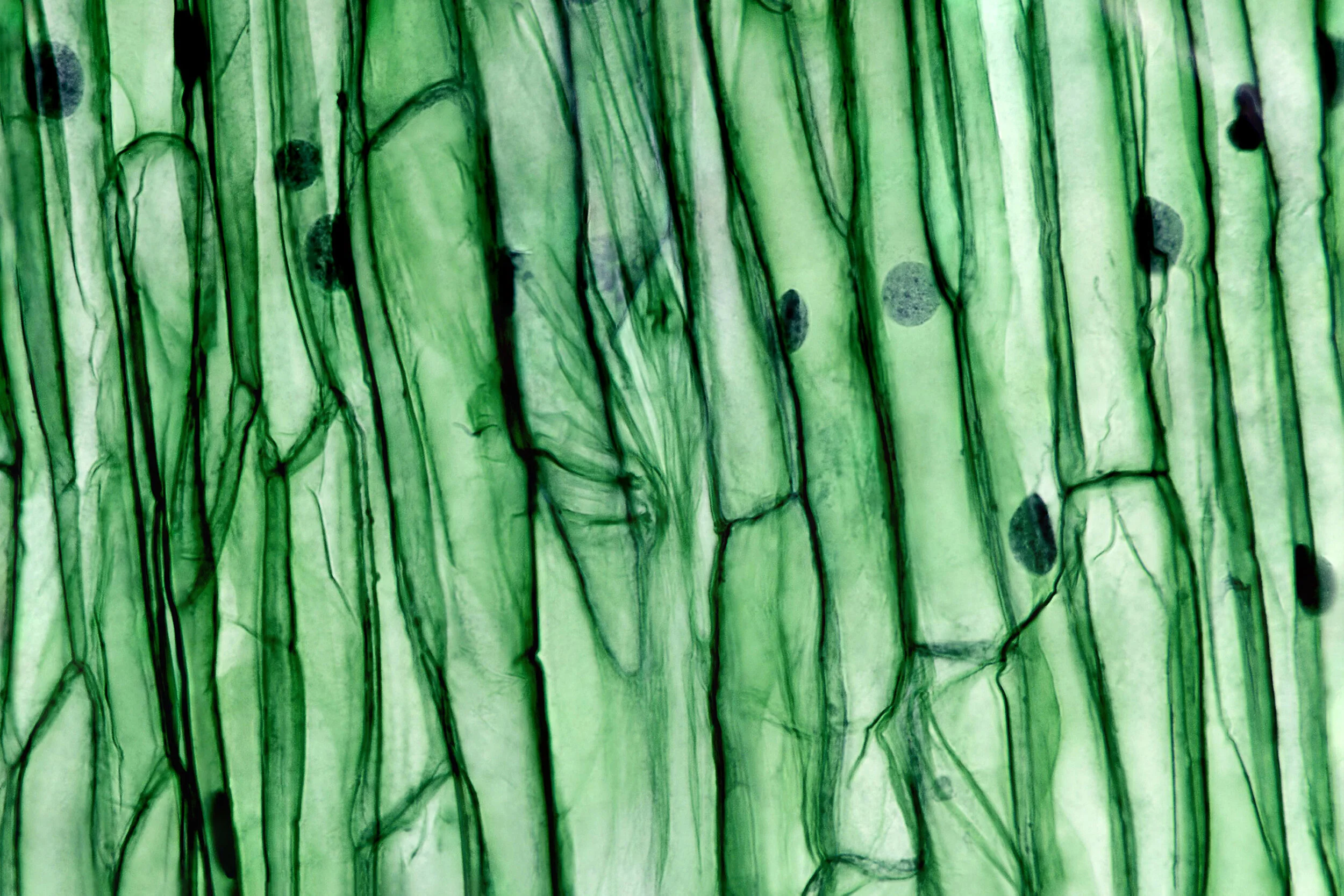 background_1.jpg
