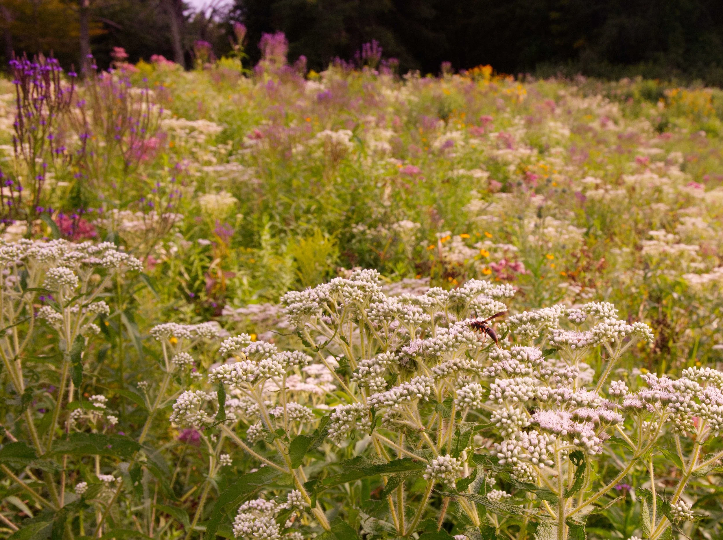 A wasp feeds on boneset flowers.
