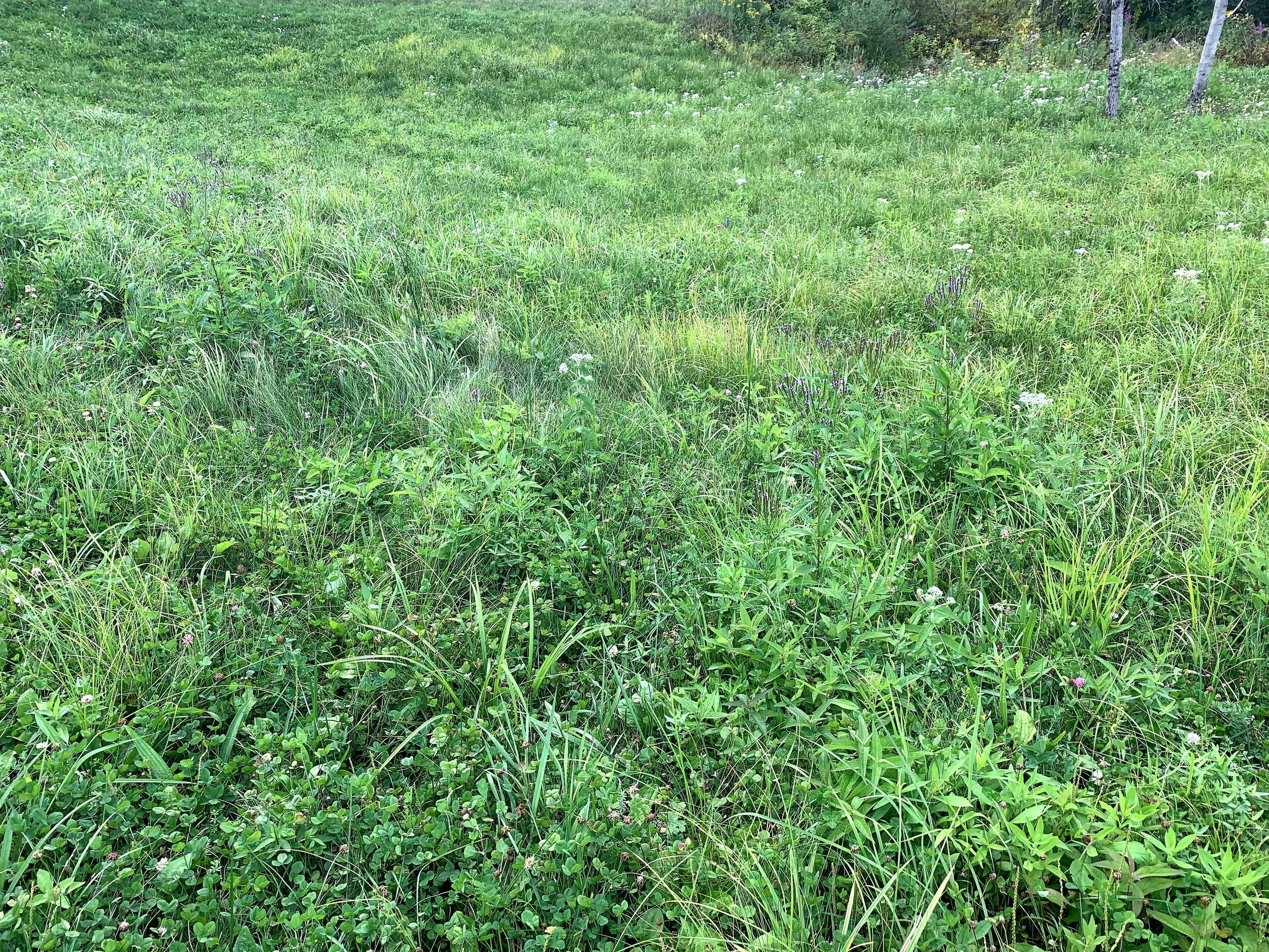 While the presence of cool-season grass and some clover mats are visible species diversity shows up in the varying texture of foliage shapes—particularly in the lower right-hand corner of this picture.
