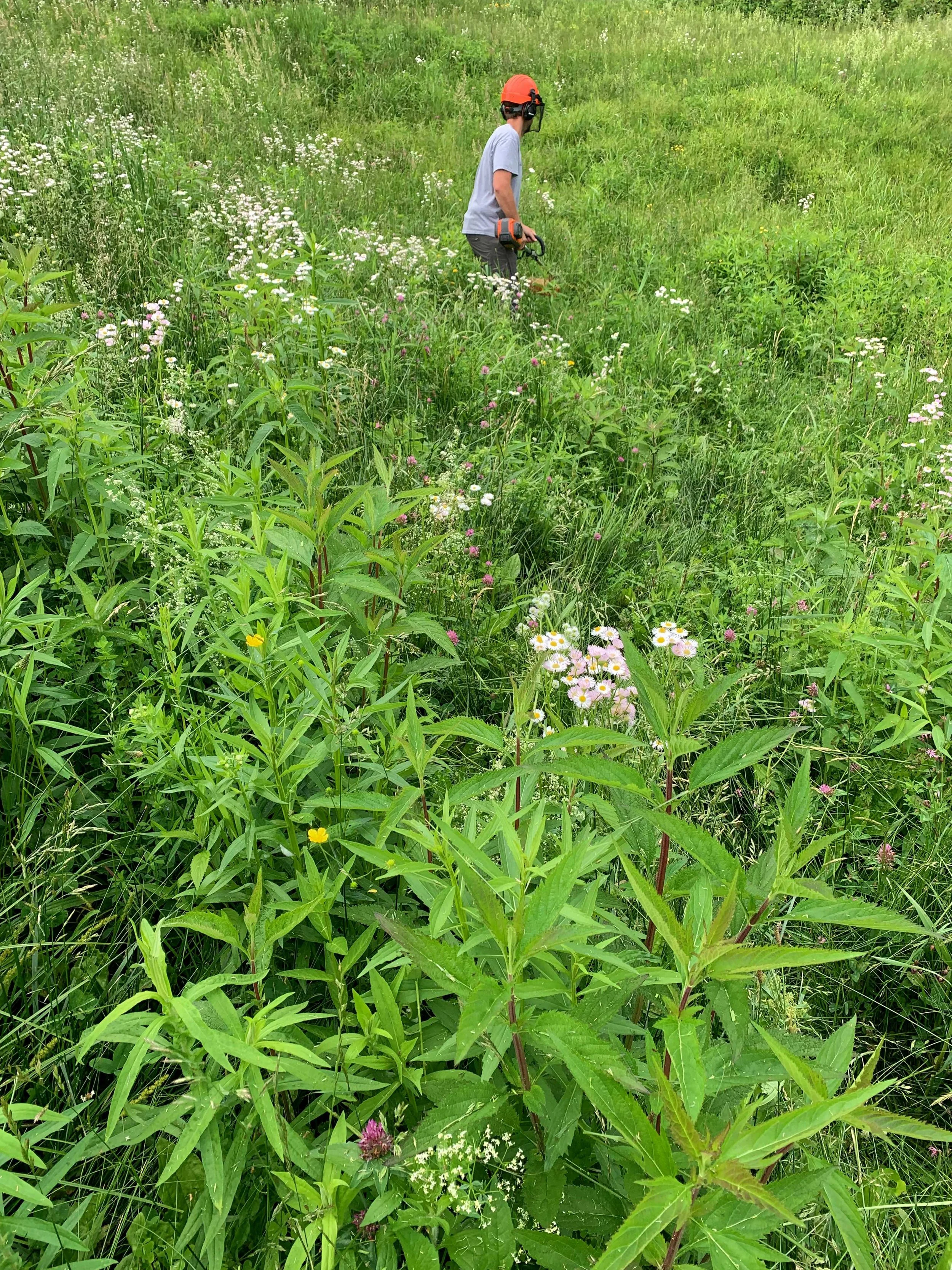 Early summer selective cutting with string trimmers with the goal of knocking back cool-season grasses and weedier nonnatives.