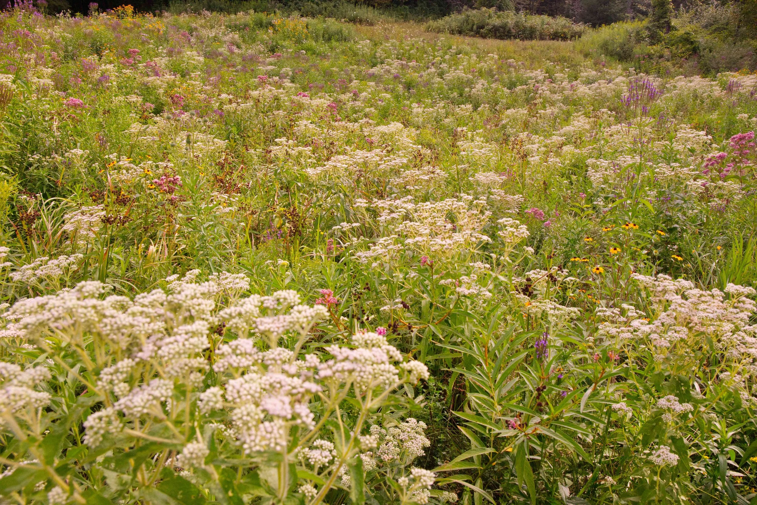 IMGP0428. - second year meadow below pond reduced size.jpg