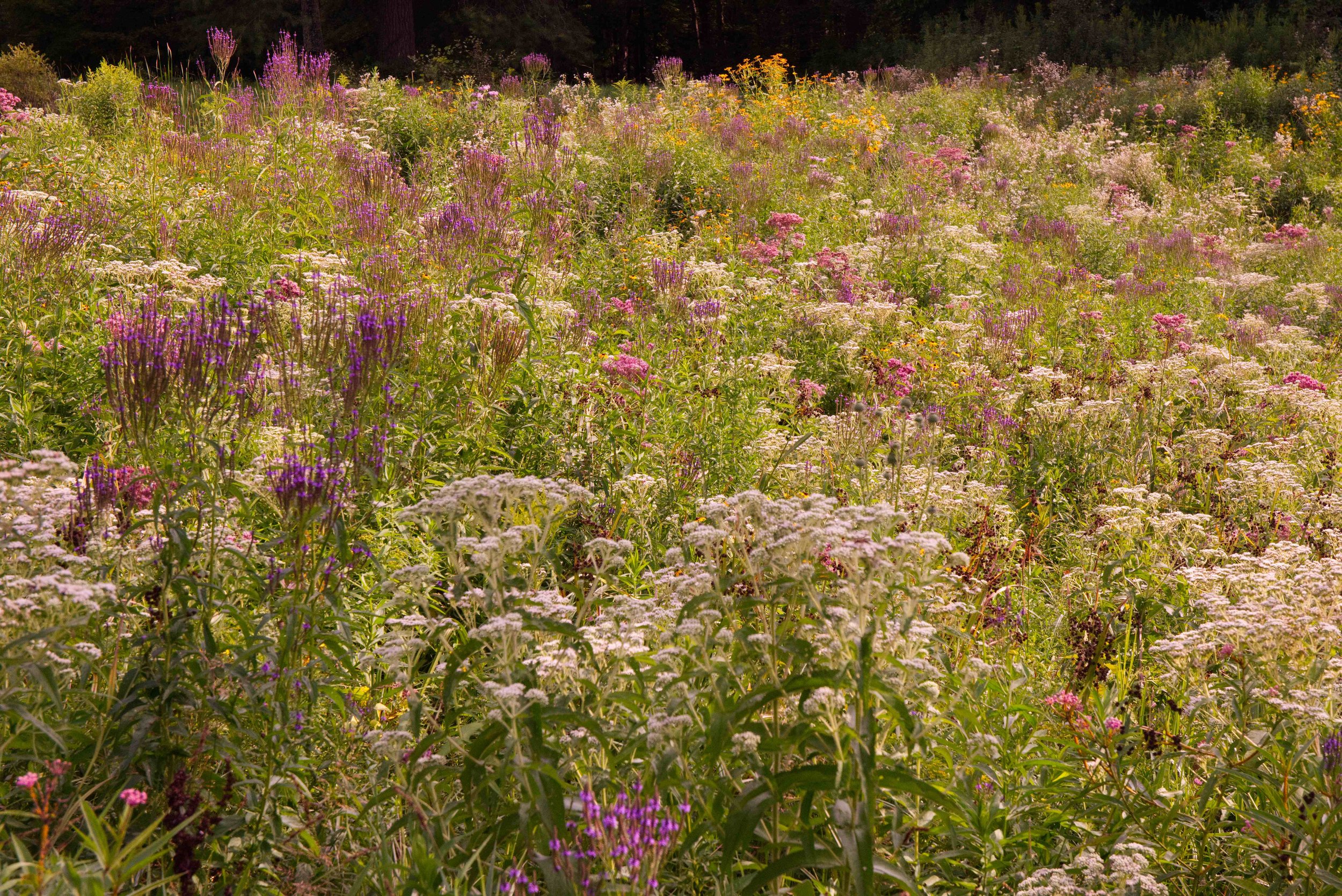 IMGP0416 - meadow below pond reduced size.jpg