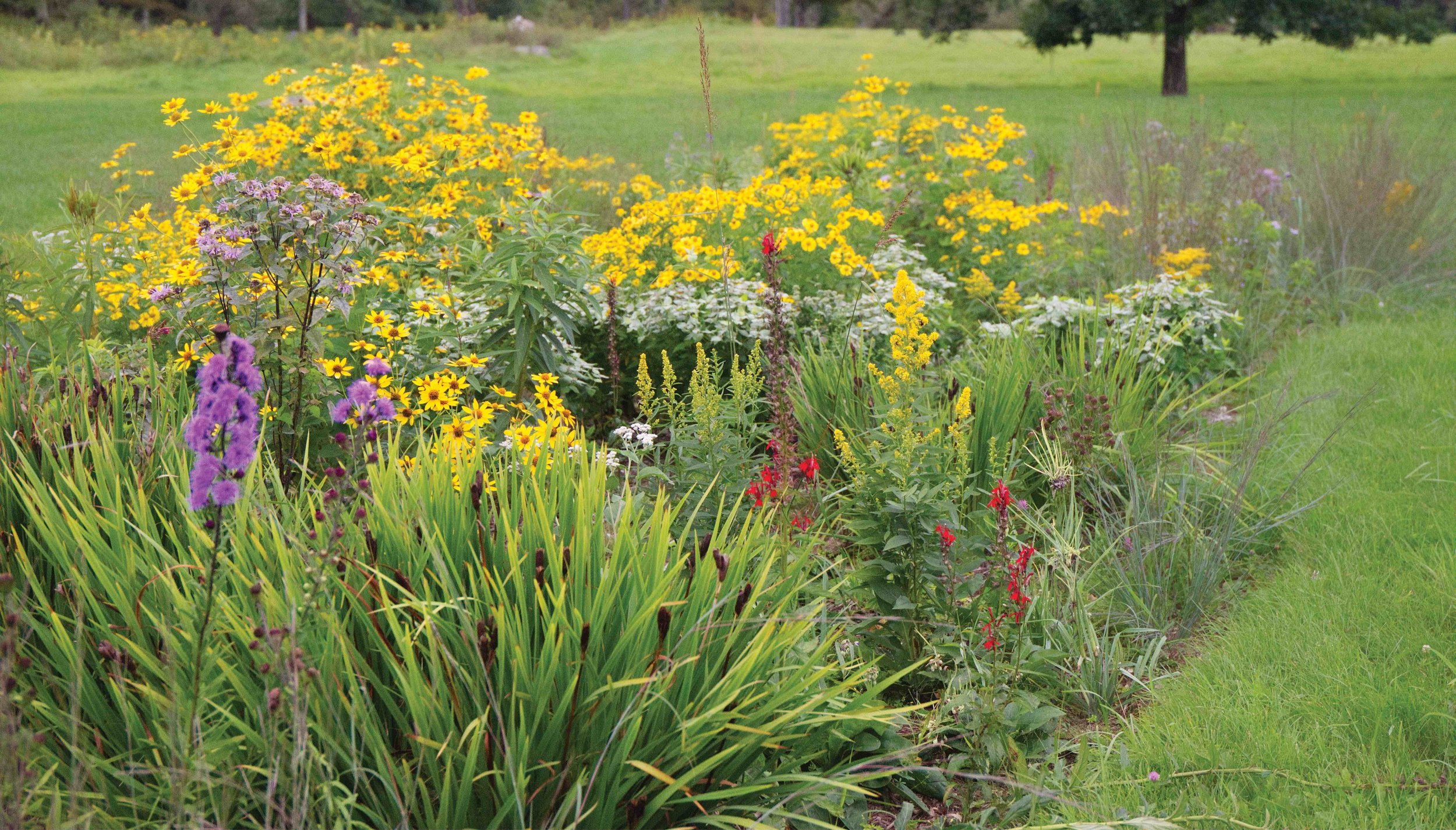center of yard meadow bed october 2023 reduced.jpg