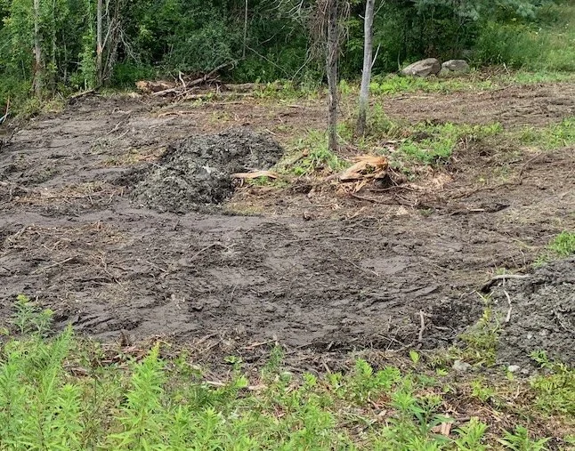 IMG_4865 - wet meadow pre seeding.jpeg