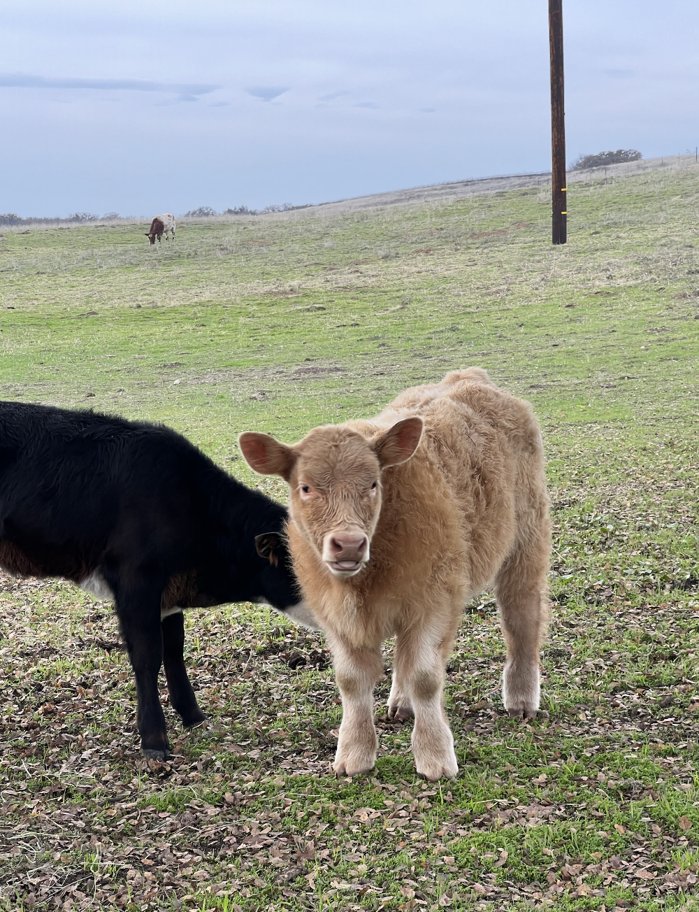 Screen Shot 2025-12-08 at 7.49.37 PM.png