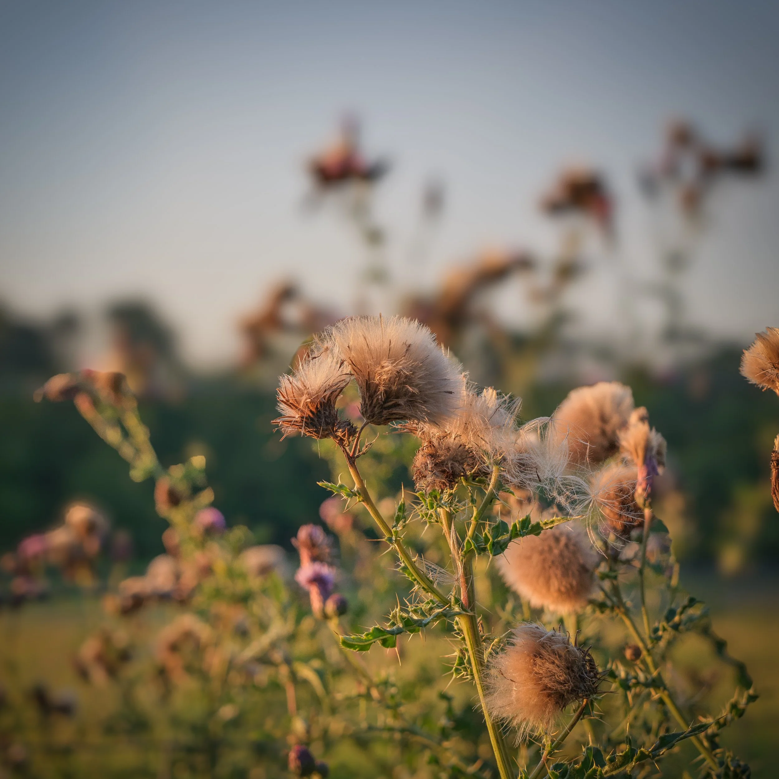 Creeping Thistle, cropped from Hasselblad