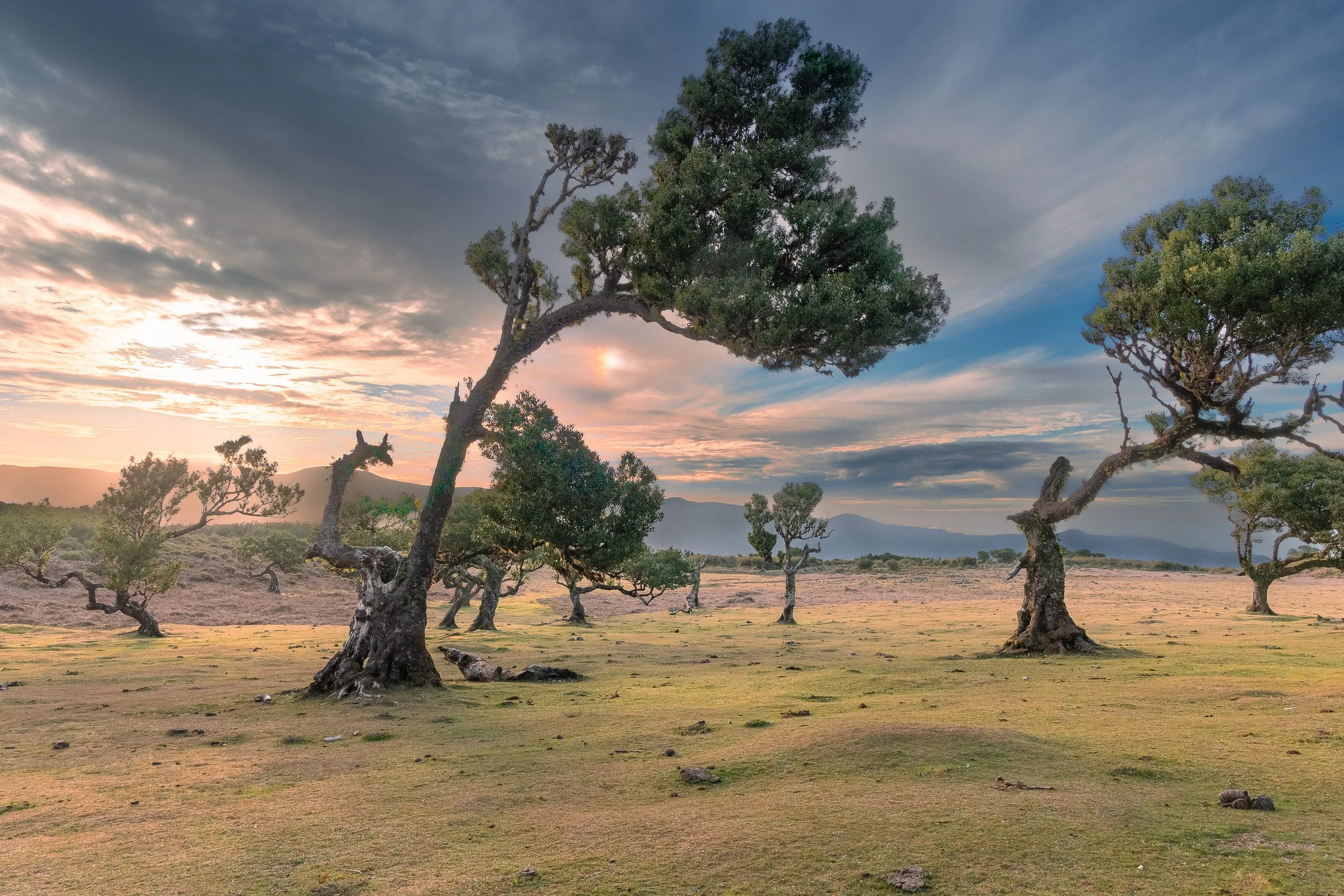 Madeira: Chapter One — Fanal Forest (Without the Fog)