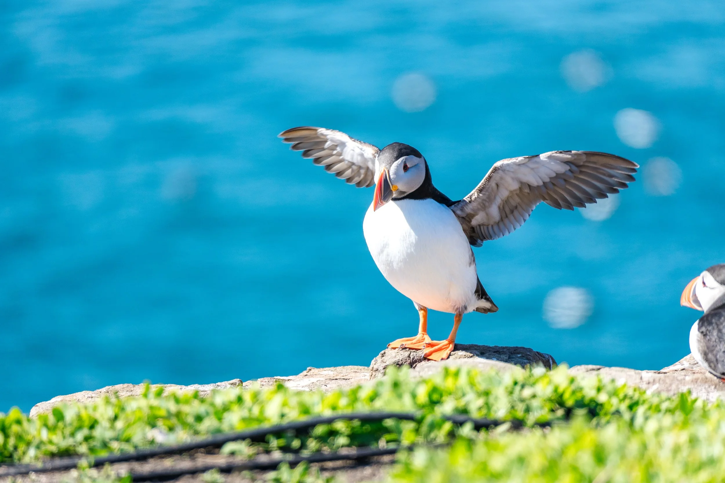 Farne Islands — A Wildlife Odyssey