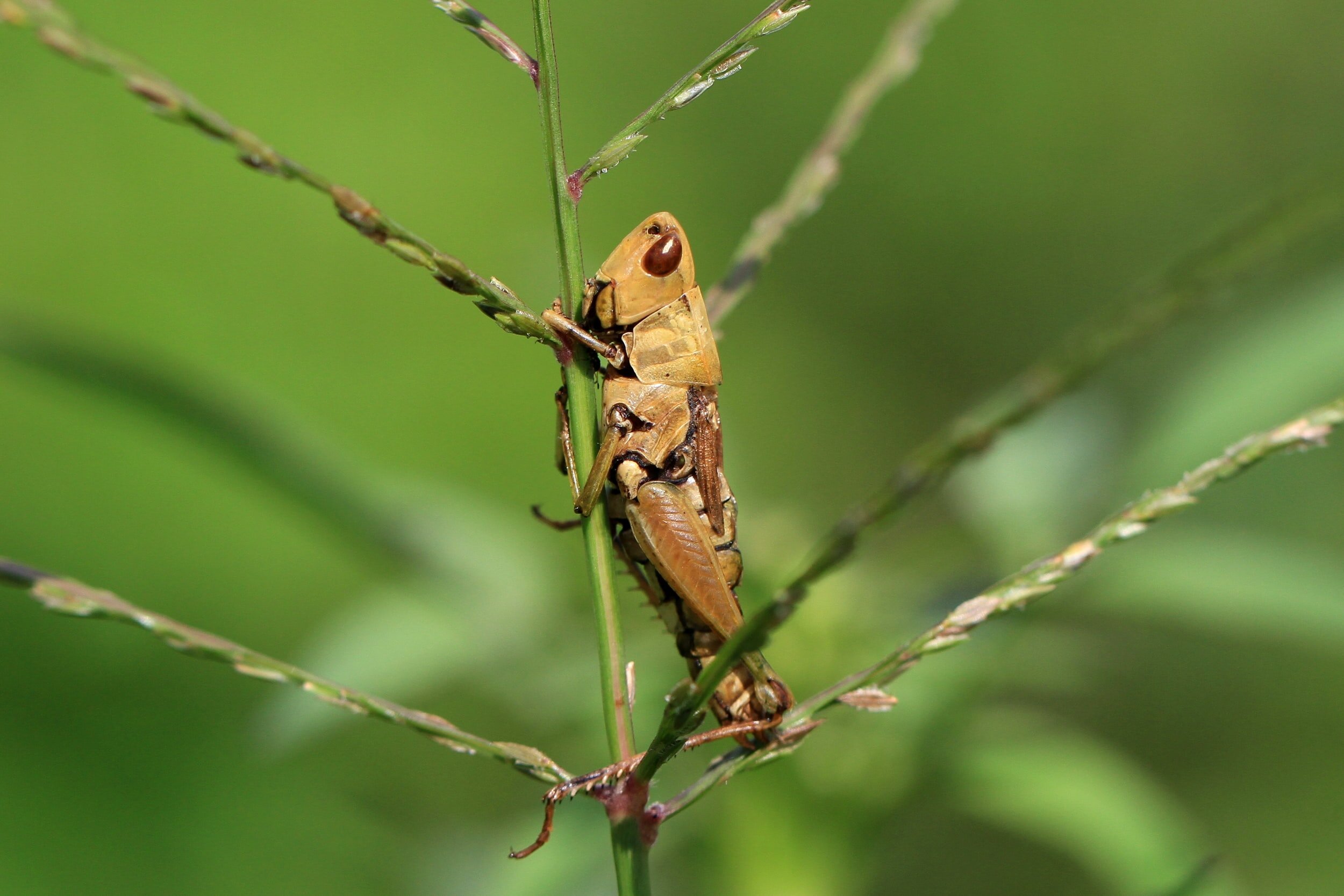 New post-doc for Rules of Life project