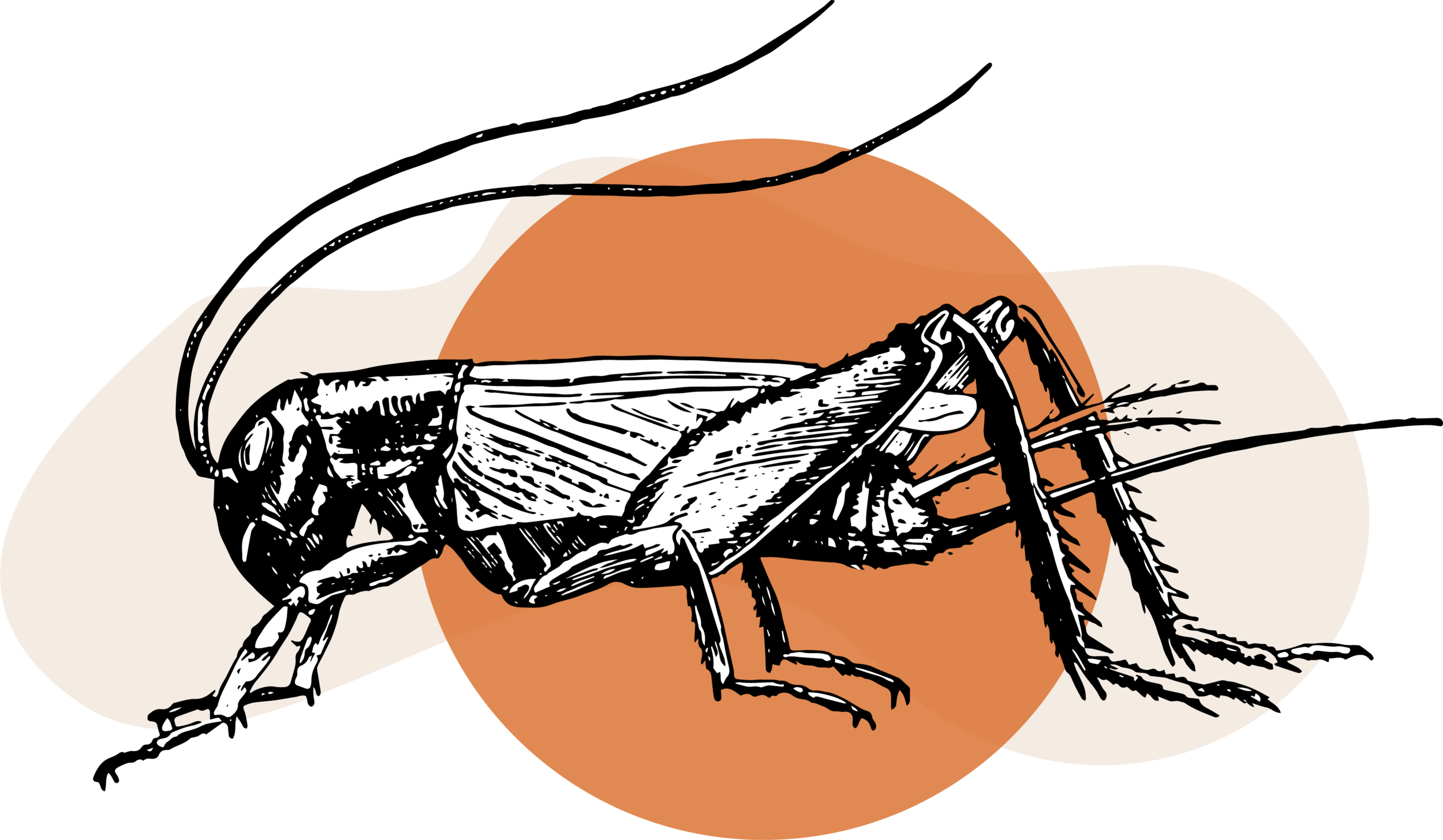 Life history of Gryllus crickets