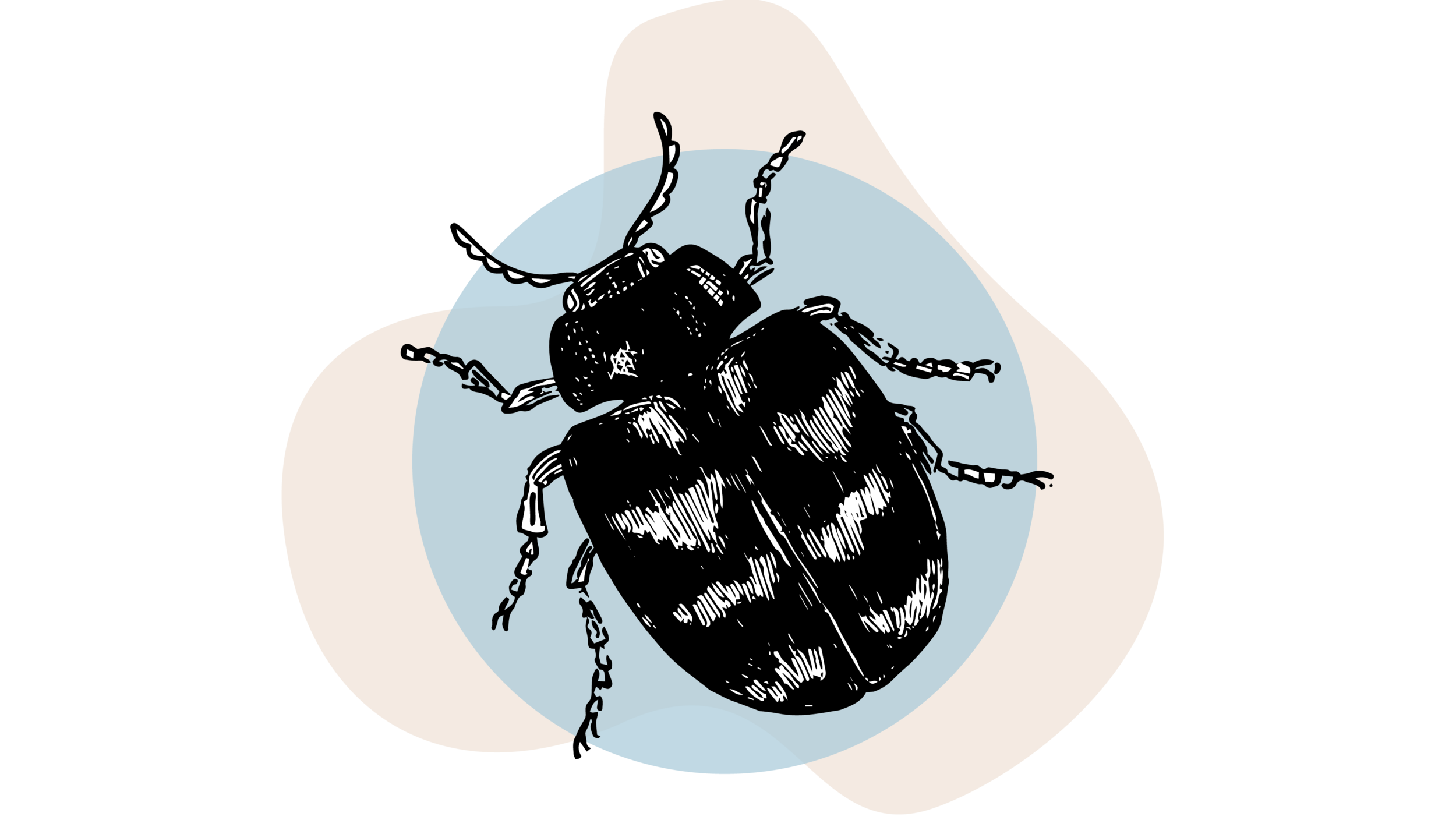 Winter and willow-leaf beetles