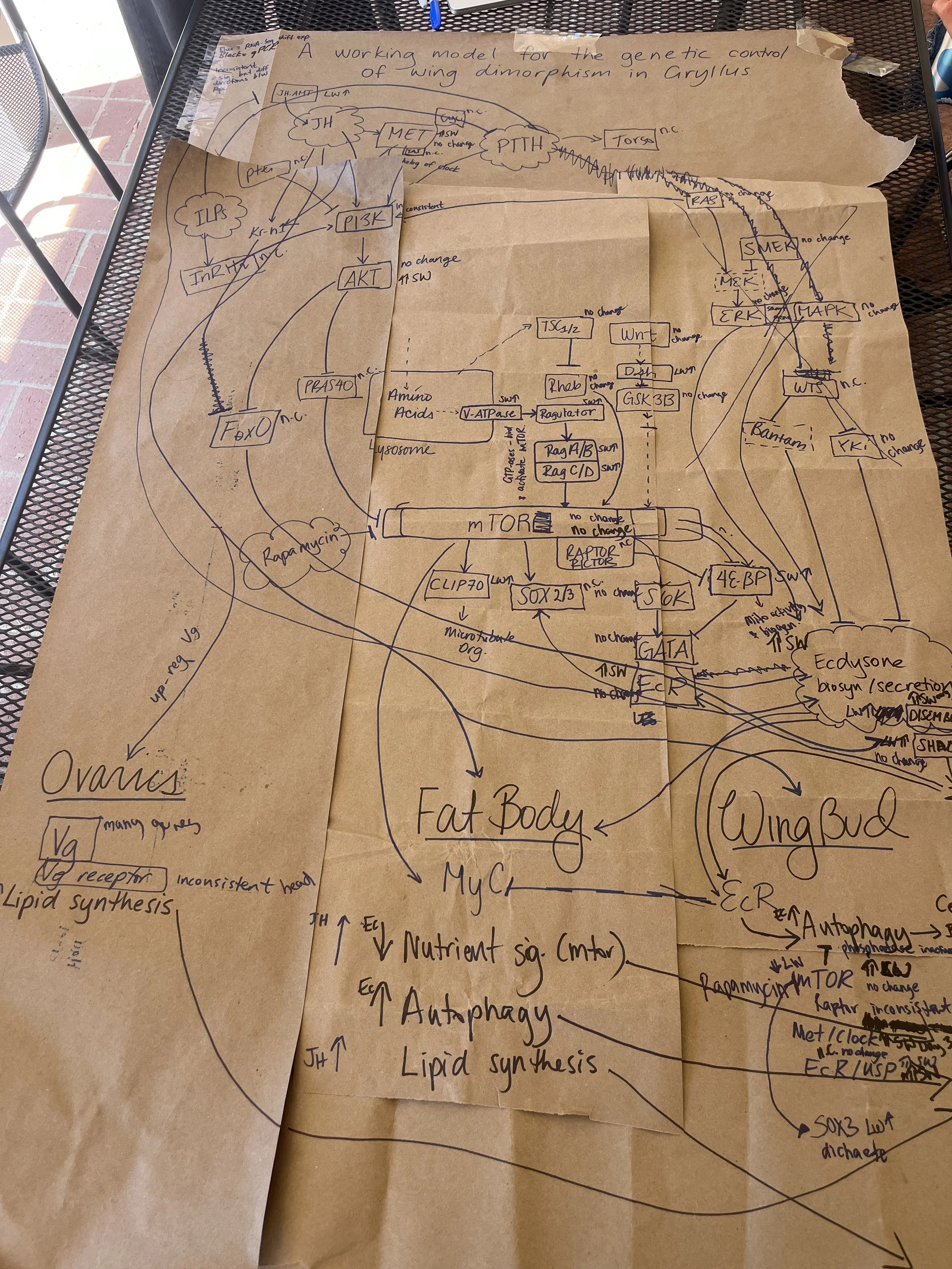 model diagram.jpg