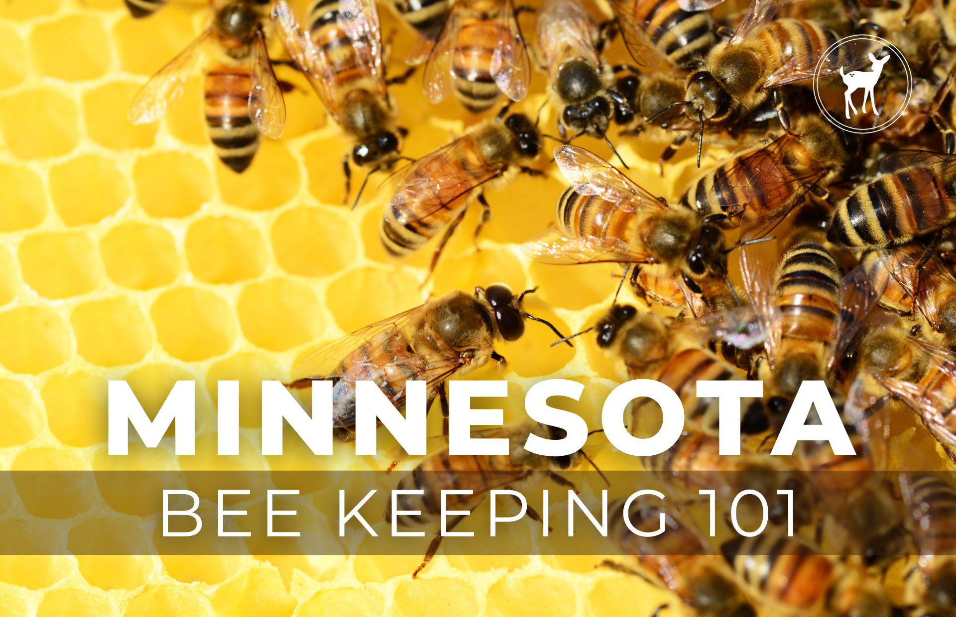*SOLD OUT* MINNESOTA HONEY BEE KEEPING 101 | APRIL 13, 2024
