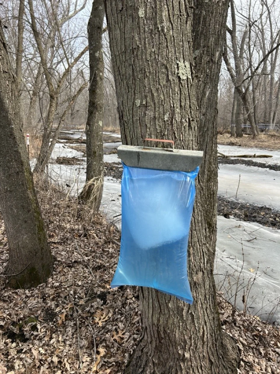 MN MAPLE SYRUP7.jpeg