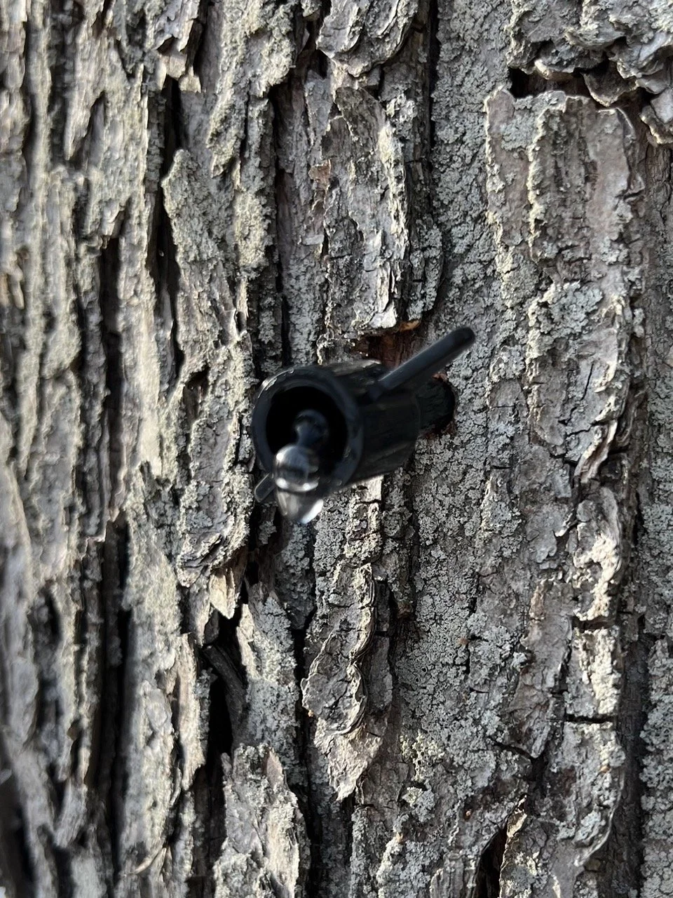 MN MAPLE SYRUP18.jpeg