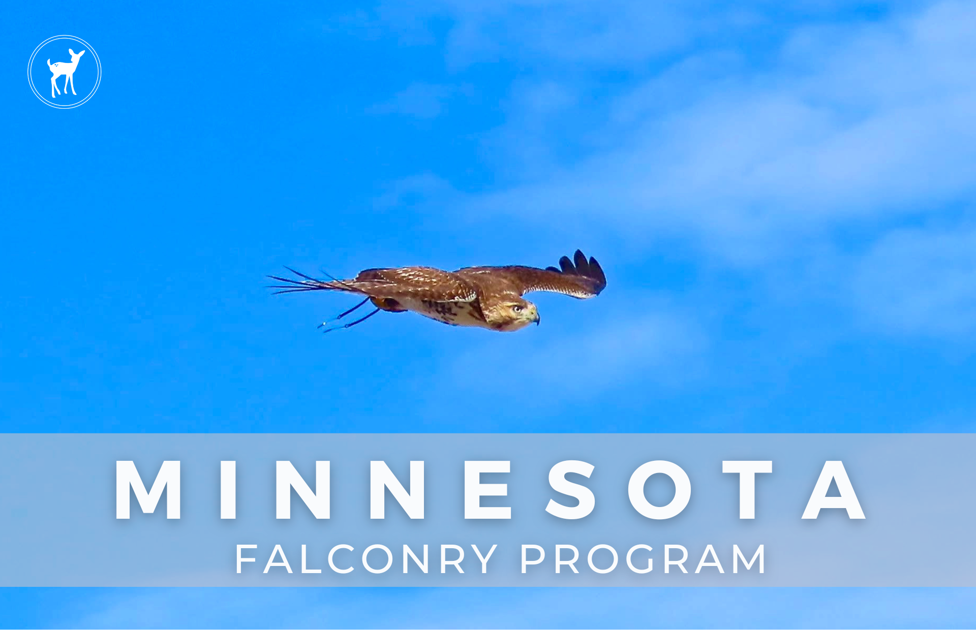 MINNESOTA FALCONRY PROGRAM