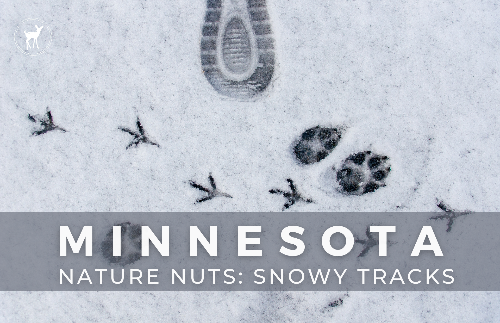 MINNESOTA NATURE NUTS: SNOWY TRACKS