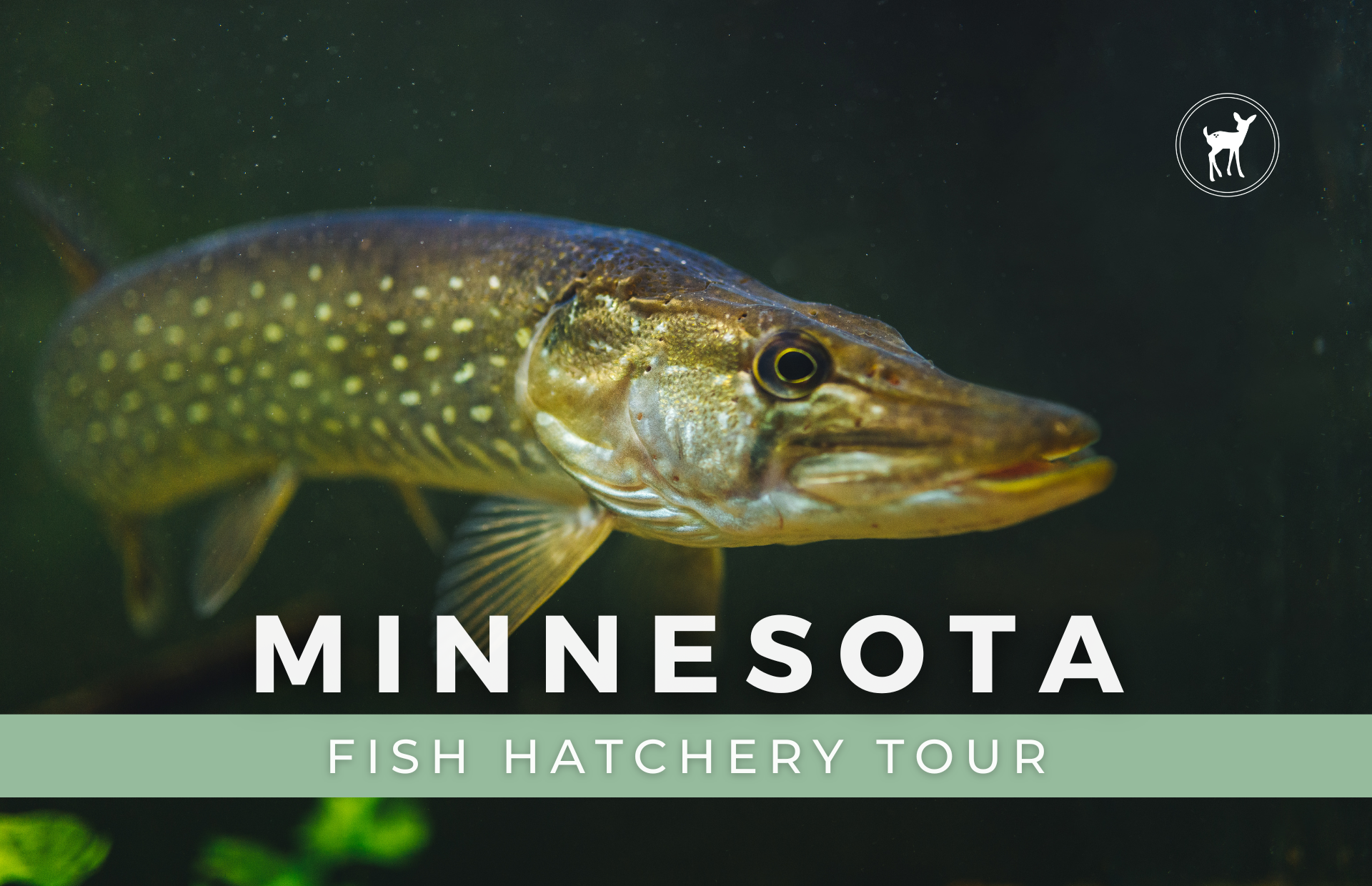 FISH HATCHERY TOUR