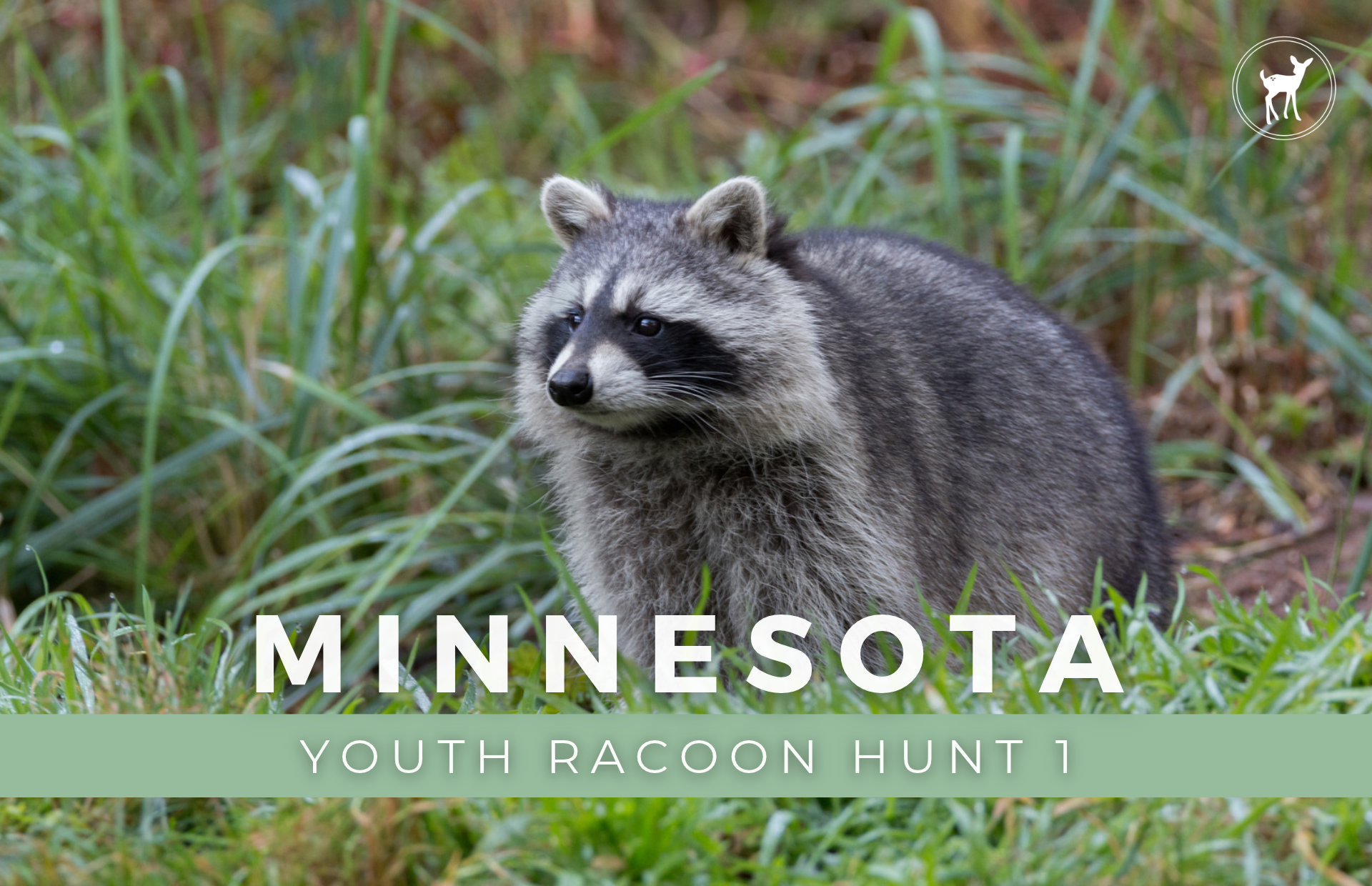 MINNESOTA RACCOON HUNT 1