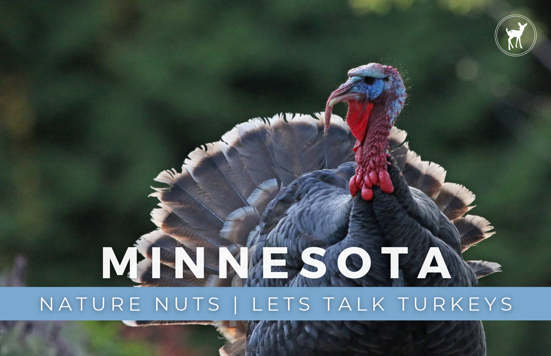 NATURE NUTS | LETS TALK TURKEYS