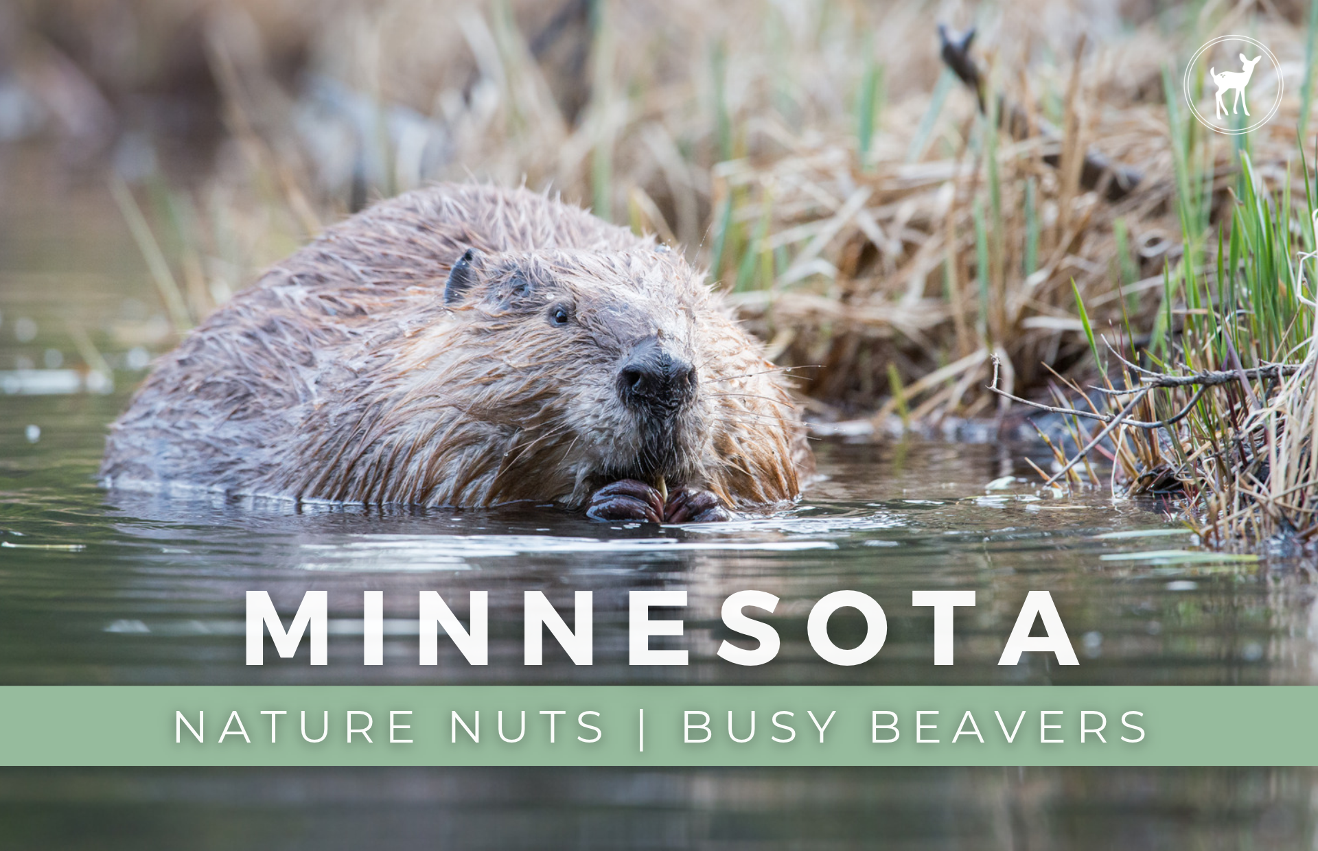 NATURE NUTS | BUSY BEAVERS
