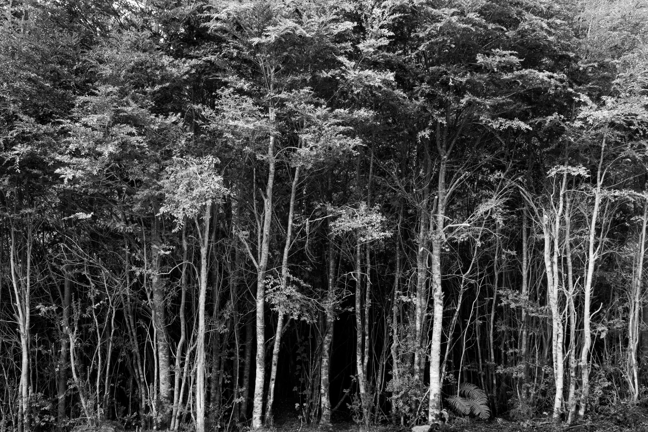 Bosque de Parque Pumalín, Chaitén, Patagonia, Chile