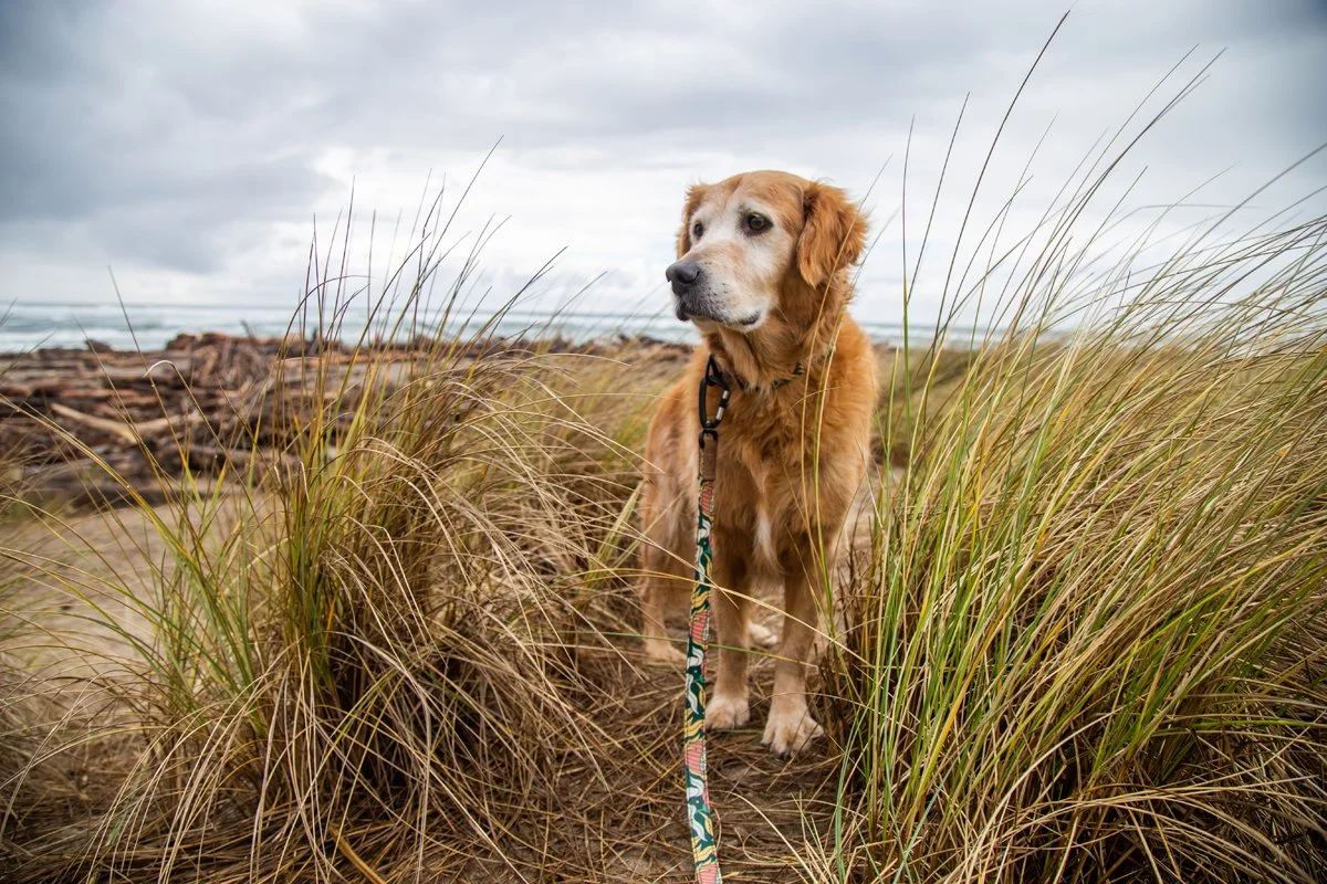 ELC_Bella at Siletz Bay_Winter24_Alex Jordan_IMG_7269.jpg