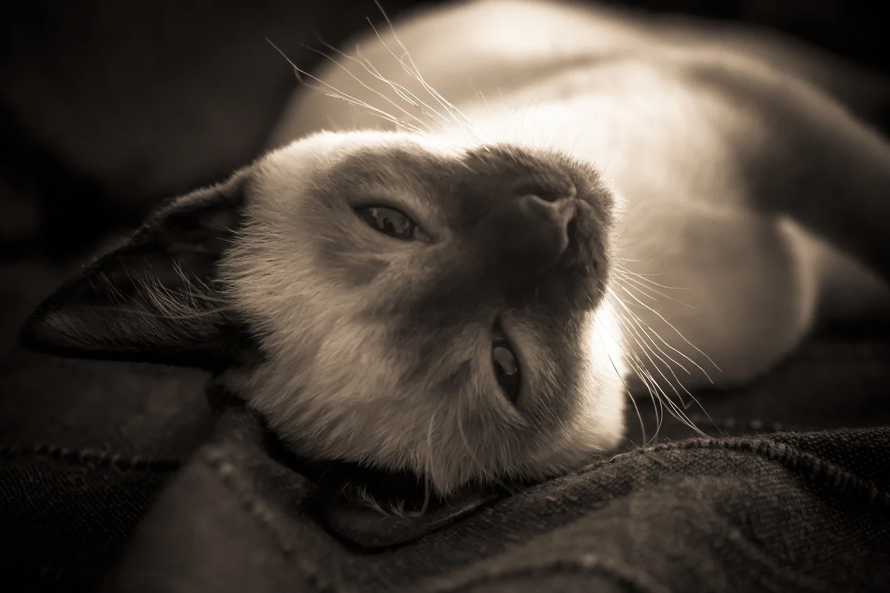 Fay Tale - Chapter Eight