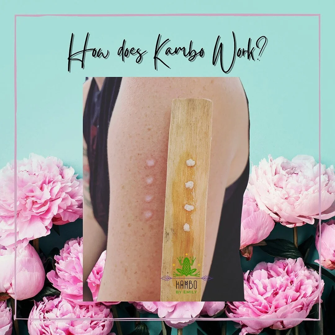 Sitting with Kambo on a regular basis brings ourselves 𝘣𝘢𝘤𝘬 to homeostasis. Kambo works by bringing everything back into 𝗯𝗮𝗹𝗮𝗻𝗰𝗲, physically, emotionally and energetically. Kambo works by clearing away obstacles in life, ridding us of unhe