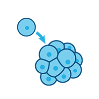 Diagram of a single cell fertilized egg and a group of cells, illustrating cell division.