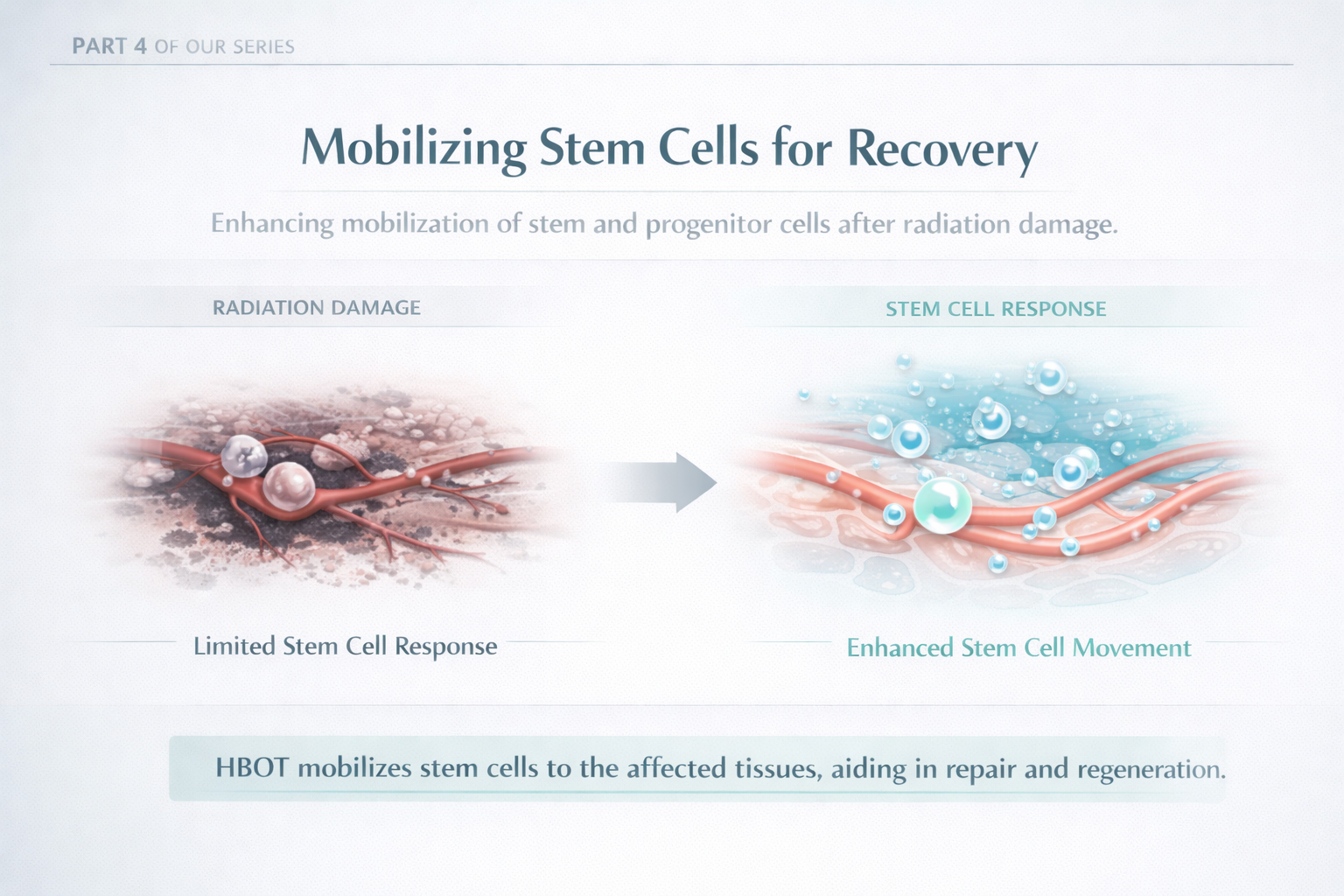Mobilising Stem Cells