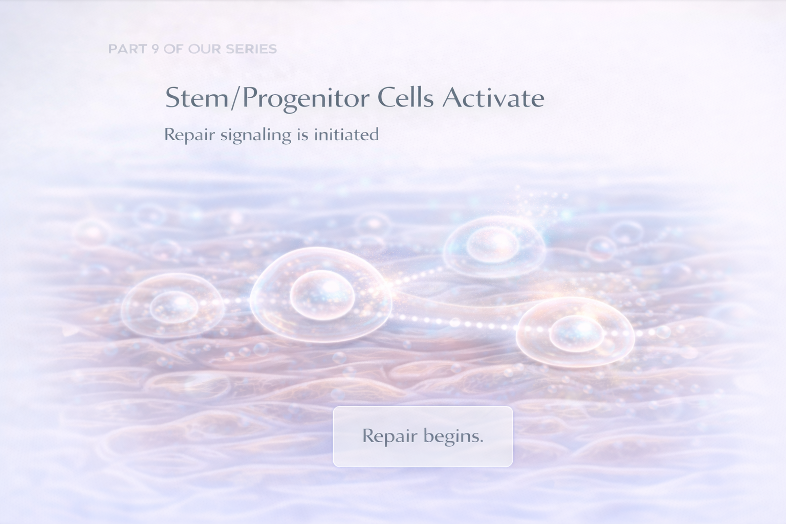 Stem/Progenitor Cells Activate