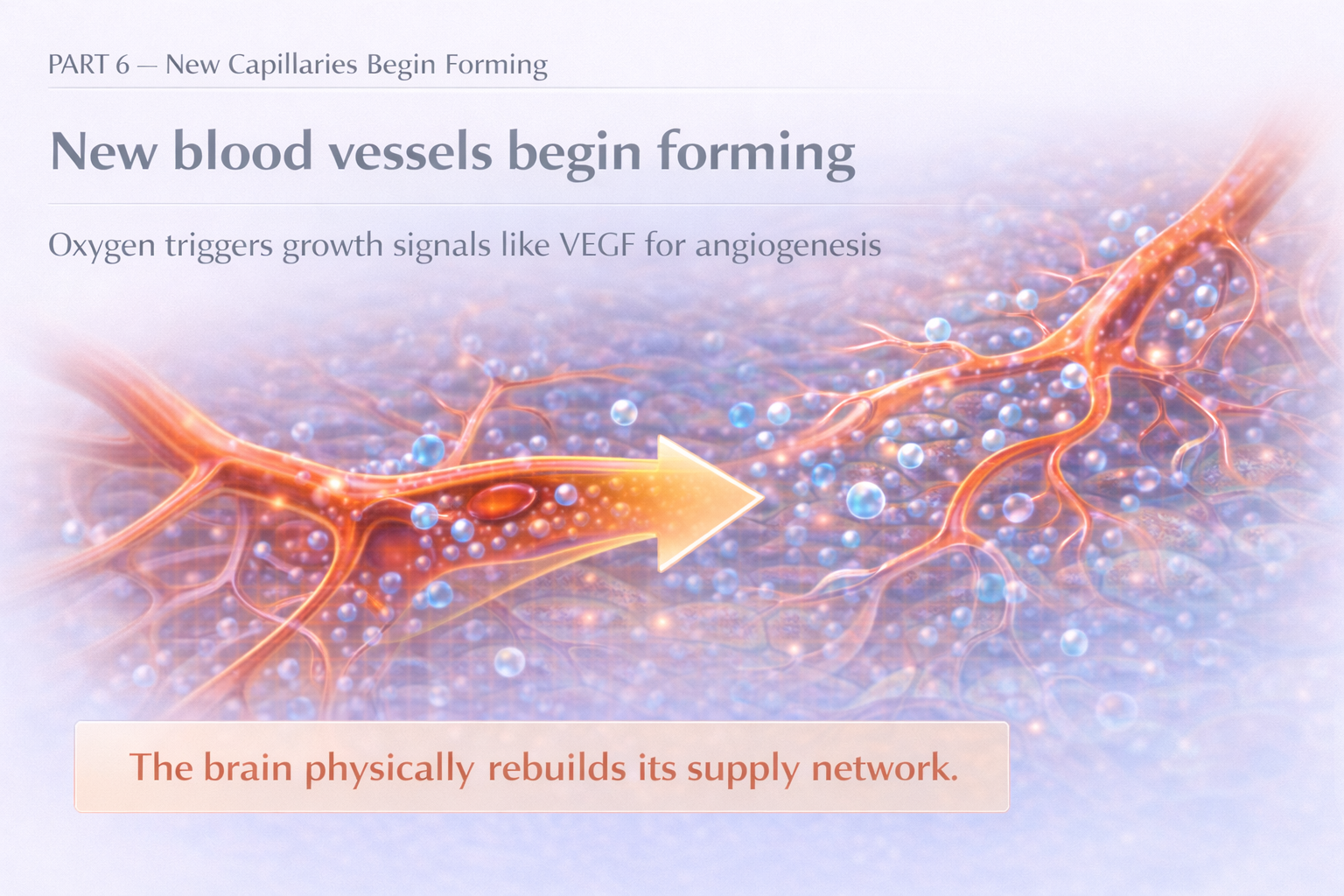 New Blood Vessels begin forming