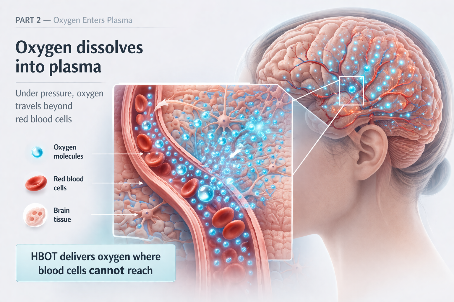 Oxygen dissolves into plasma