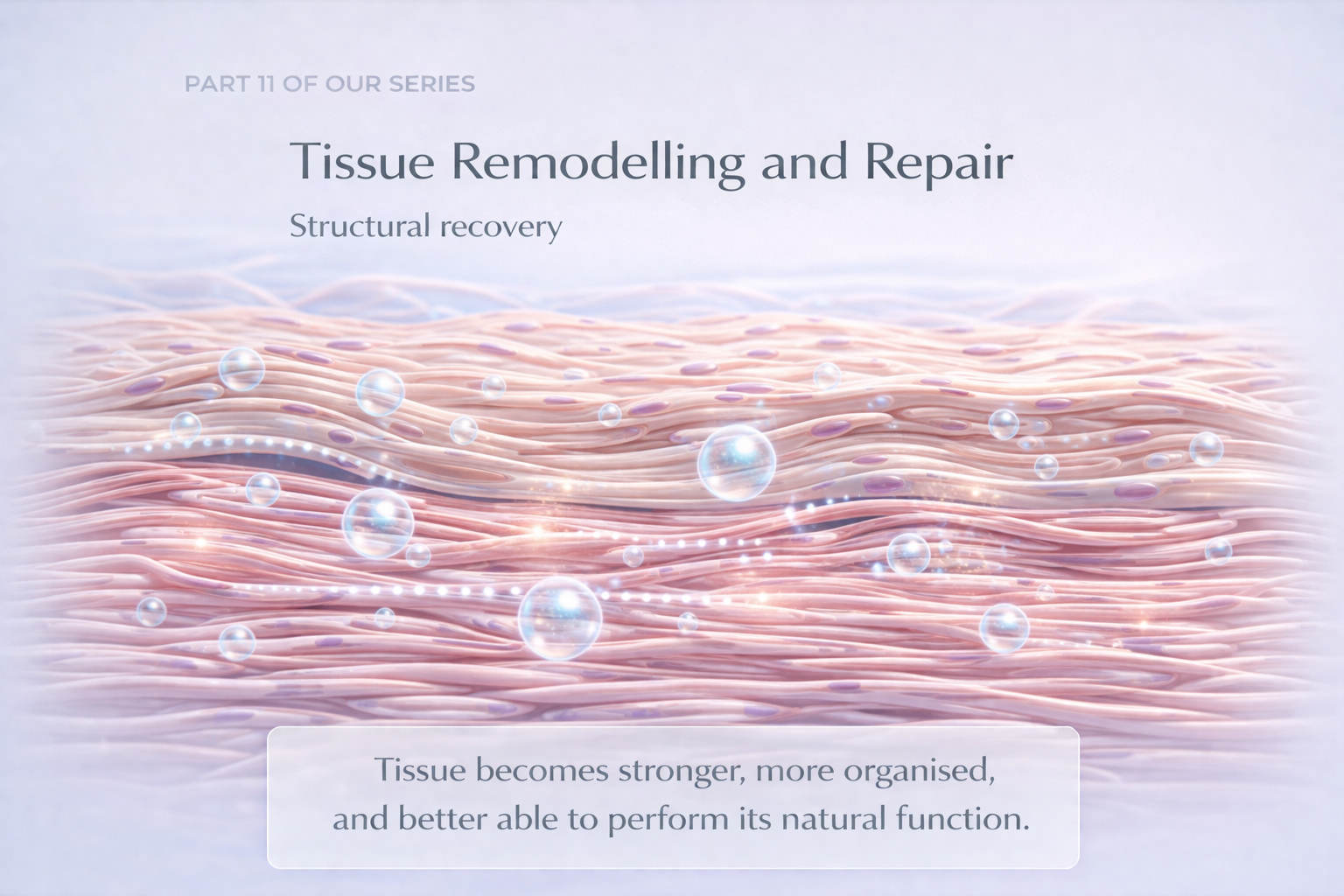 Tissue Remodelling and Repair