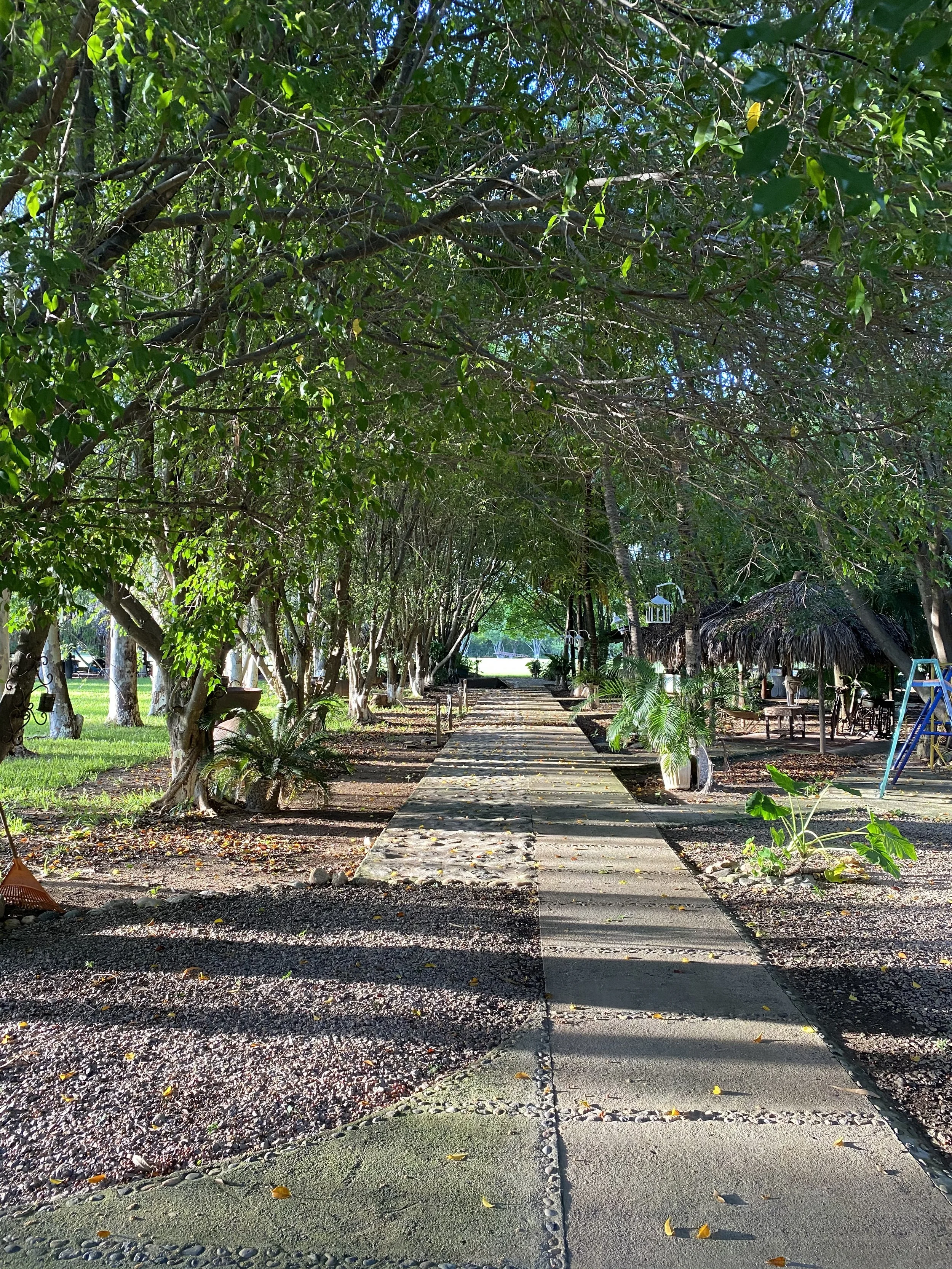Camino de concreto en un parque rodeado de árboles verdes, con sombra y áreas de césped, en un ambiente tranquilo y natural.