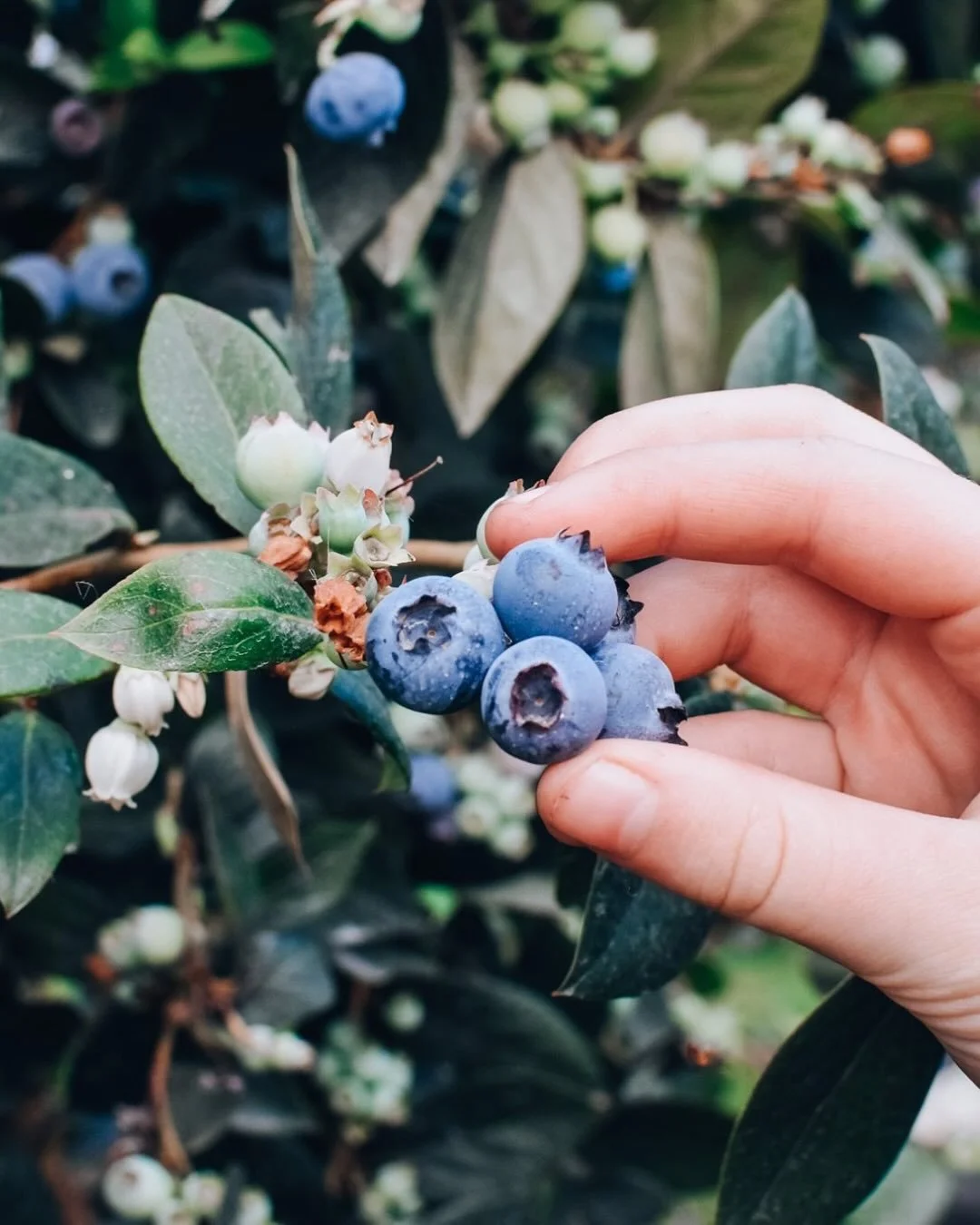 It&rsquo;s that time again! The lovely @tallogumberries are back in season and are the freshest hand-picked blueberries straight from the Northern Rivers. Run by Paul and Natalie, this family farm is rooted in sustainable practices and proudly suppor