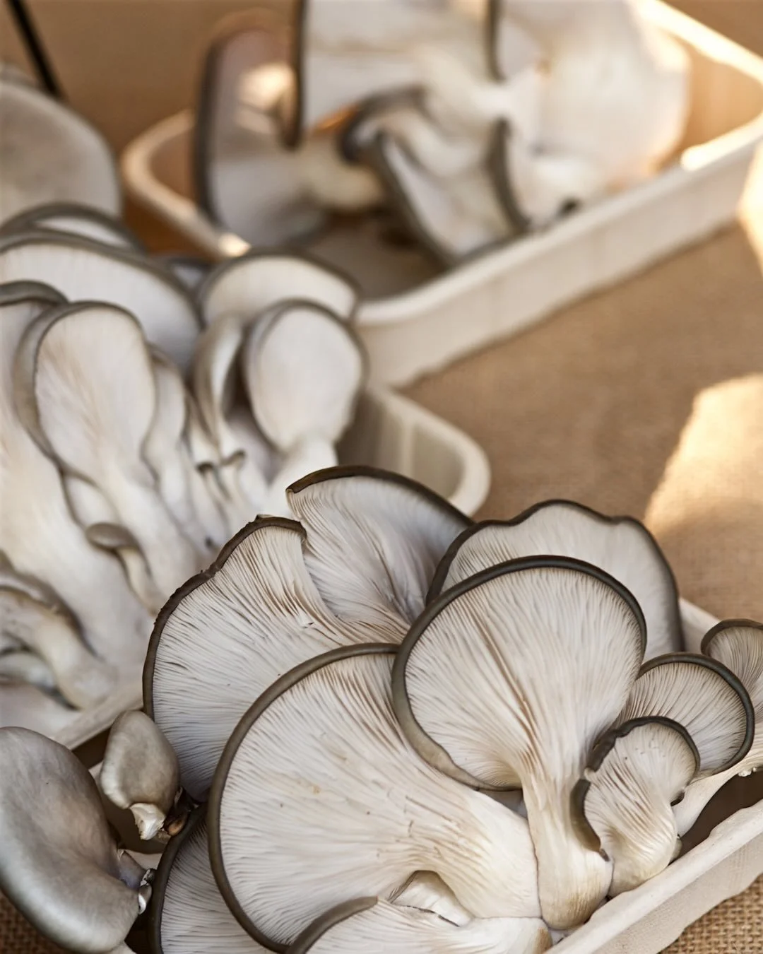 We&rsquo;re open this weekend at Powerhouse on Saturday and Mitchelton on Sunday! Can you believe it&rsquo;s nearly February already? Come along and stock up on beautiful fresh produce and treats for the week. We&rsquo;re  looking forward to seeing y