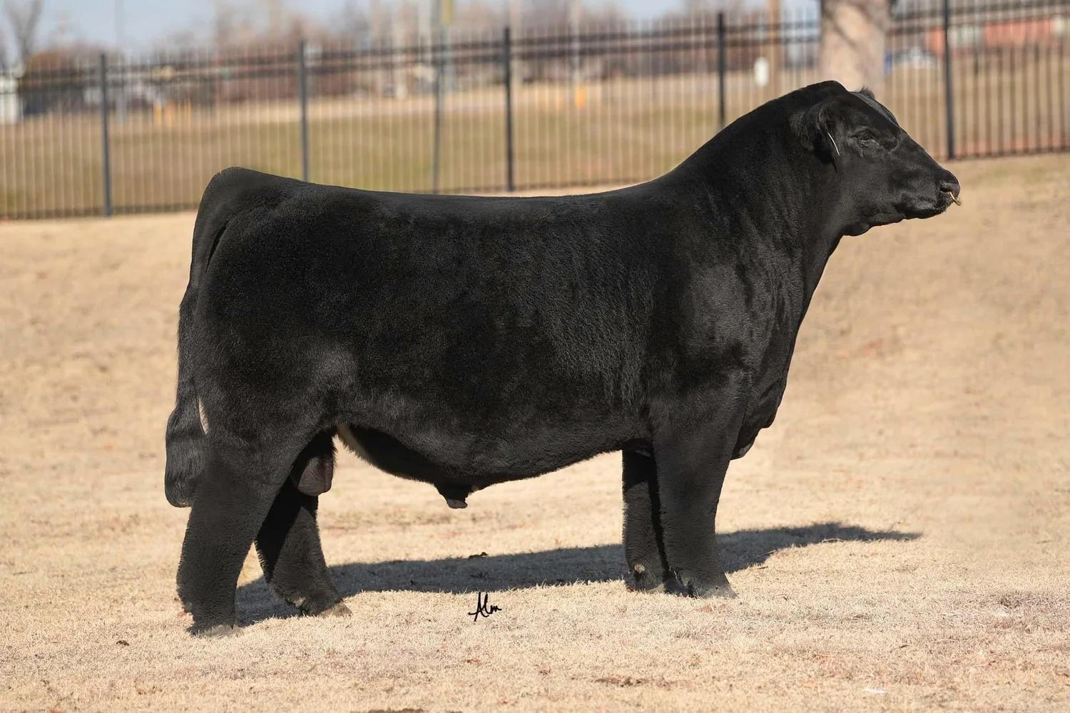Bull Semen Available — The Bull Exchange