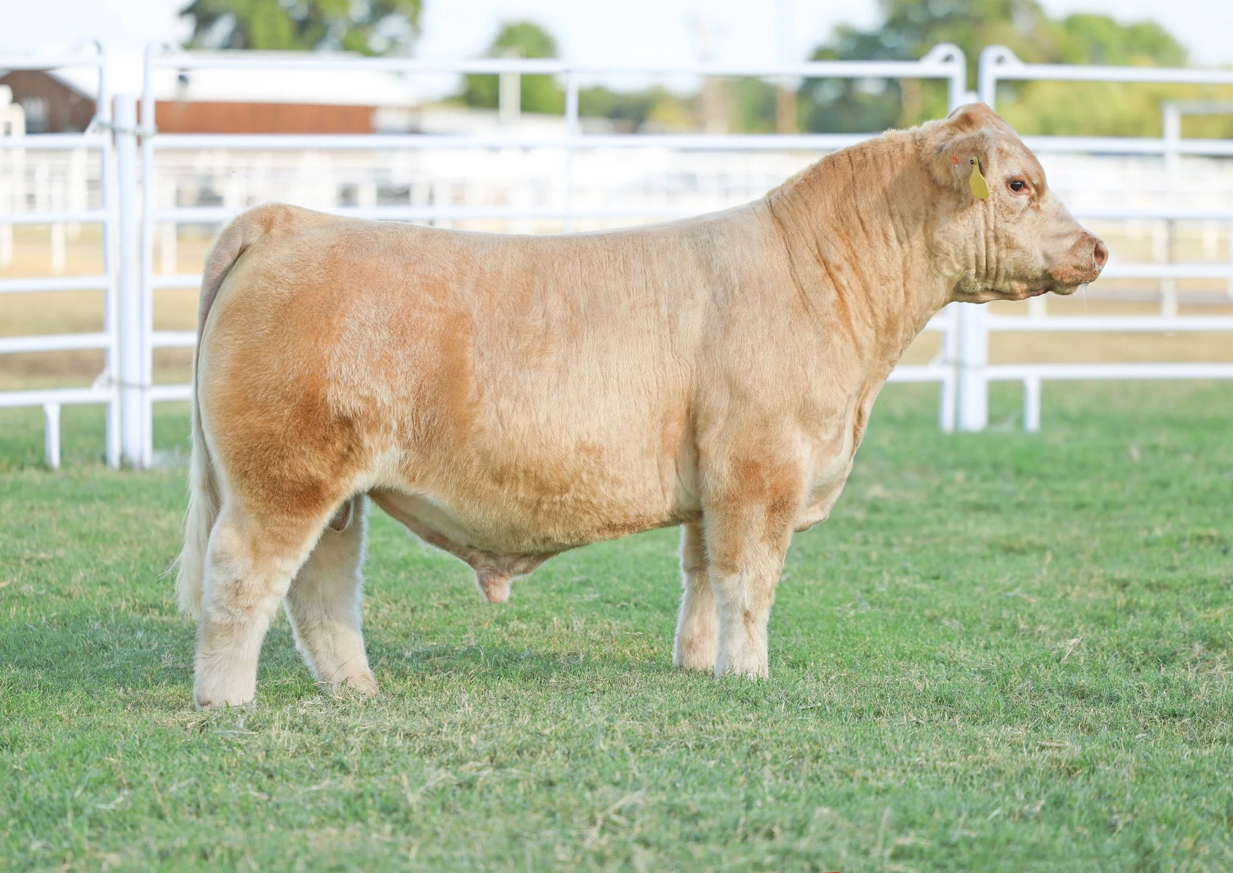 Horn Tag 3831 IRON SHARPENS IRON.JPG