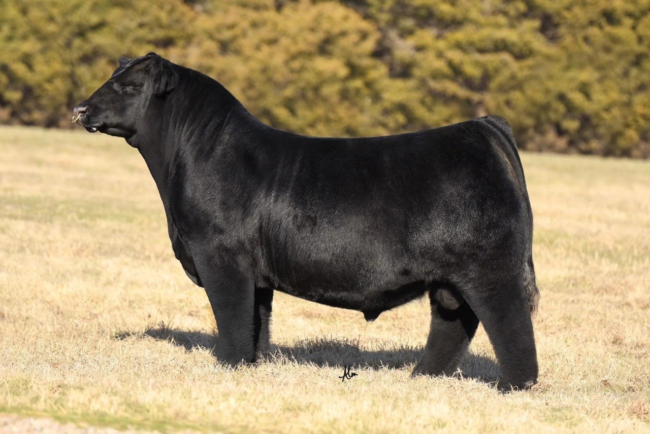 SIMN GCC Simon Says 390L ET.jpg