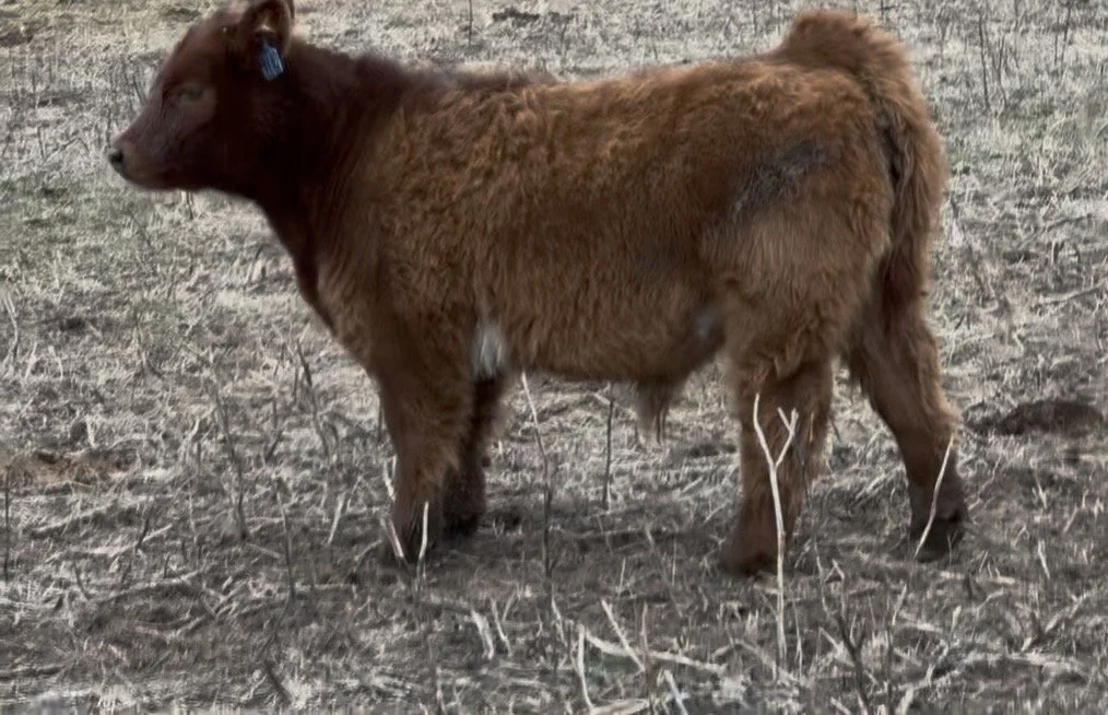 HONDO-CALF.jpg