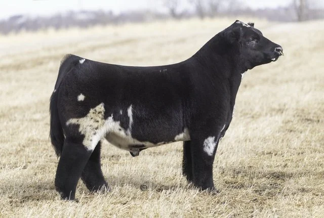 CHUBBIE CHECKERS.JPG