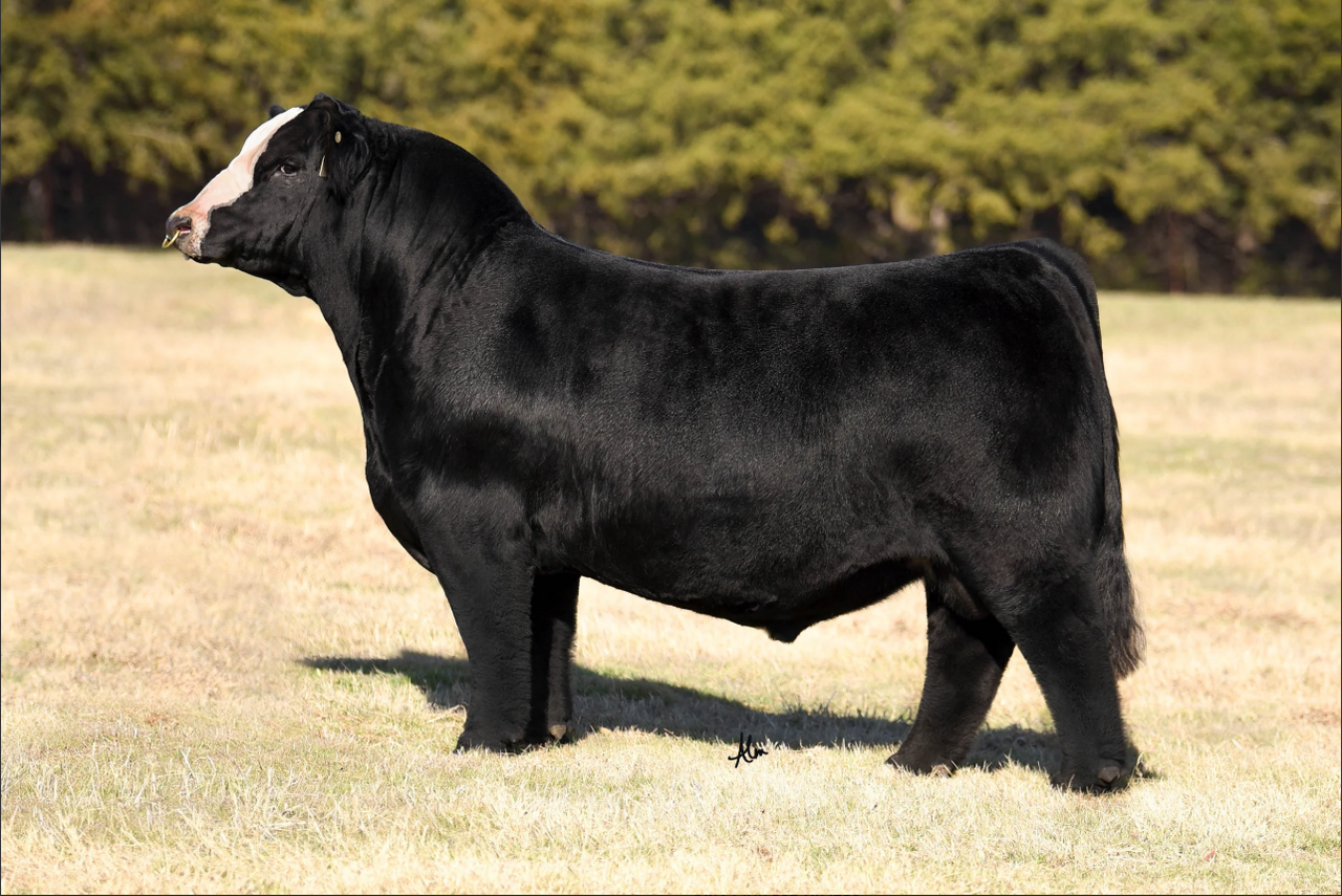 TL On The Run 106K.webp