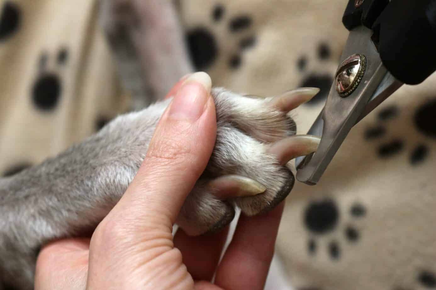dog-nail-clippers-scaled.jpeg