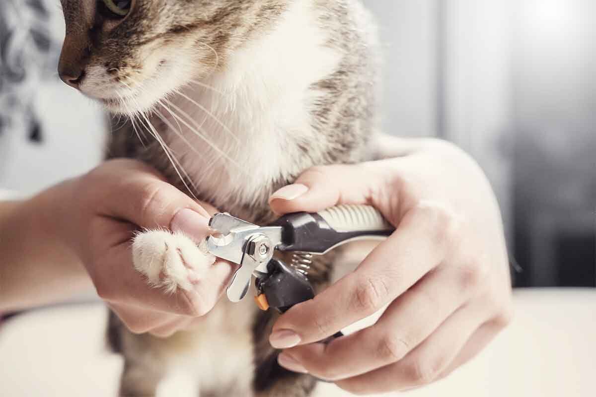 5 Tips for Trimming Your Cat's Nails in Granger, IN | Kryder & Harr  Veterinary Clinic