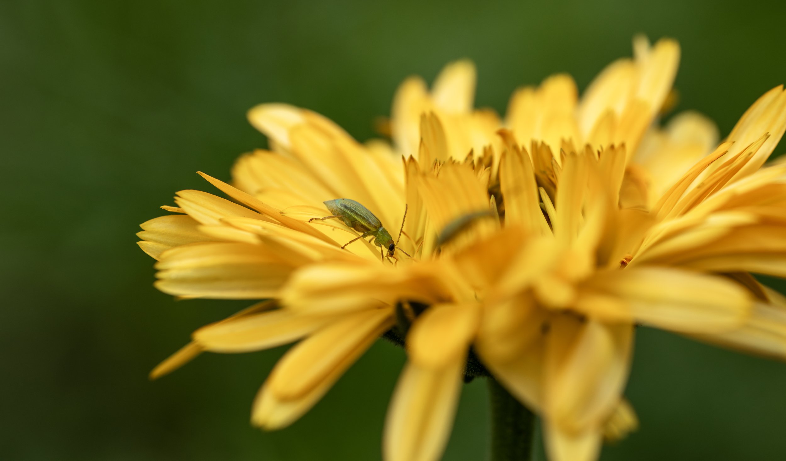 CornRootwormBeetle_2840.jpg