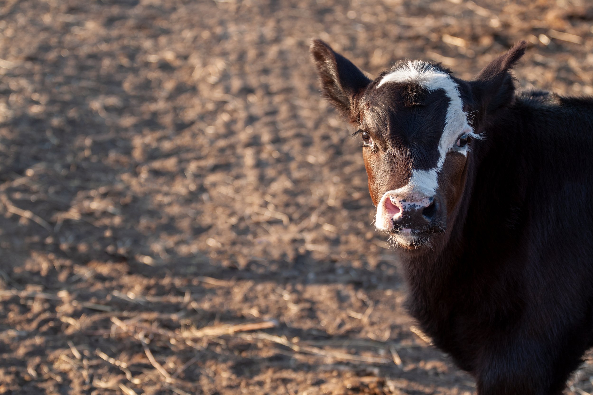 BabyCow_4192.jpg